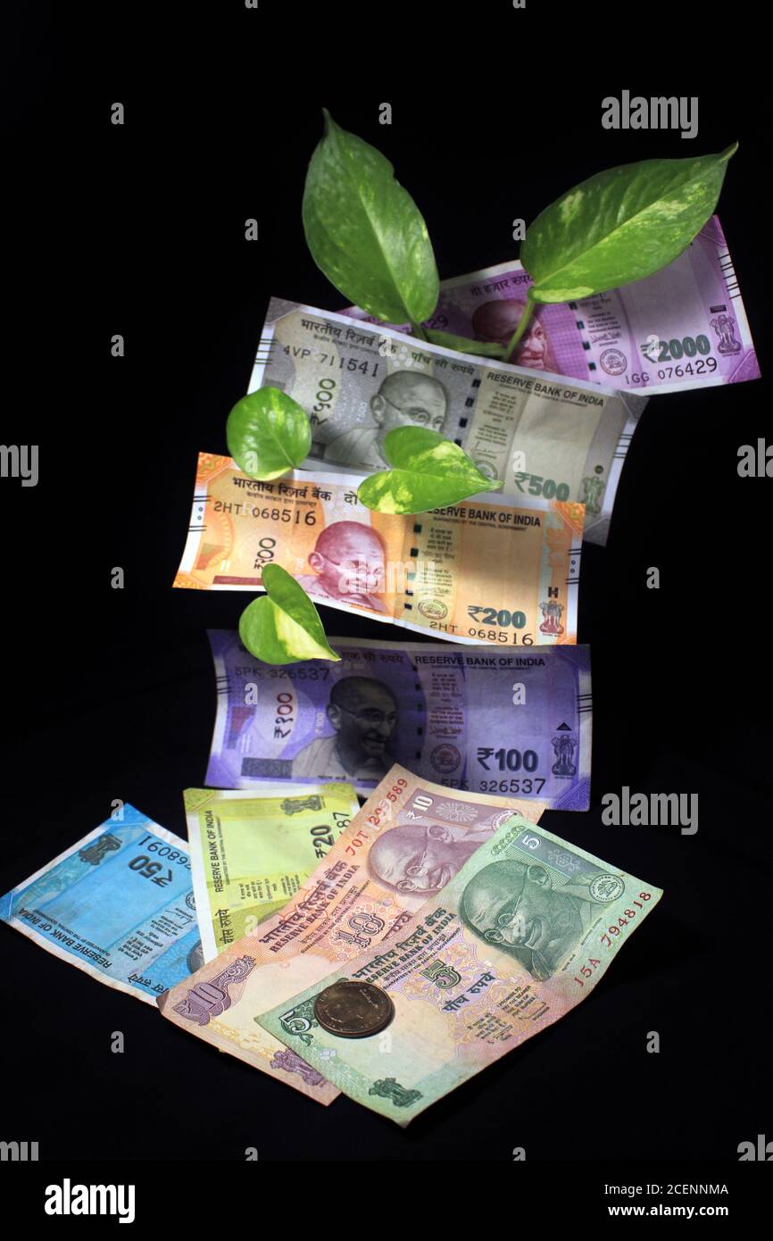 Edera del diavolo (Epipremnum aureum) o foglia di pianta di denaro con note di valuta di rupia indiana su sfondo nero. Immagine della nota bancaria con pianta crescente. Foto Stock