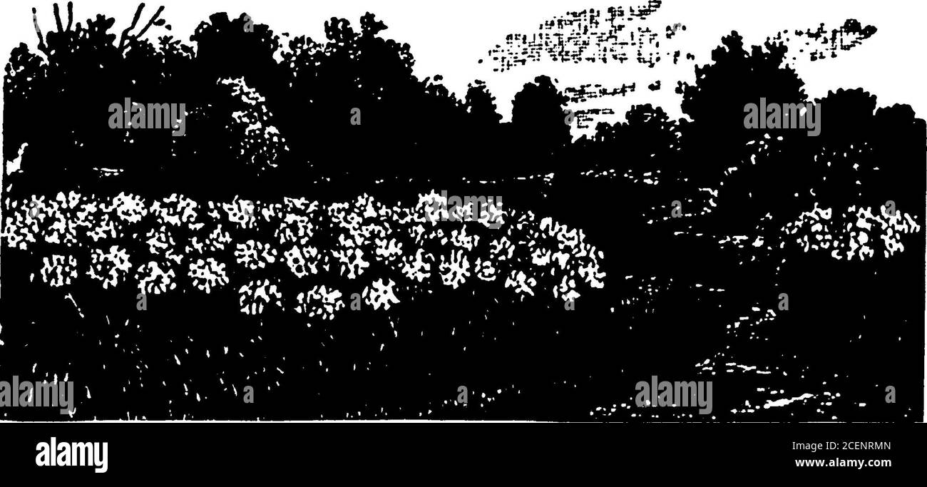. 1913 Des Moines e Polk County, Iowa, elenco delle città. LAND S K, 401-4 03 Clapp BLK (vedi linee in basso a sinistra) GIARDINIERI PAESAGGISTICI. VAK(J(J M J NURSERY CO, 312 Good BLK (vedi opp) *LATTHING AND FURRING ANDERSON MNFG CO, 511-513 3d (vedi linee laterali a sinistra e pagina 1450) DES MOINES SHEET METAL CO, 2 22-224 3d (vedi copertina anteriore eSheet Metal Works) LAUNDRIES. Lavanderia Co 612-614 e AmericanLocust Columbia lavanderia 1004-6 Centro (lore John 1104 5th Keith mano lavanderia 432 Chestnut Kim Wing 205 8th Lake Park lavanderia 3114 6th AV McXerney pulito asciugamano fornitura Co30 6 9th Merchants lavanderia 617 e Grand AV MILLERS ( Foto Stock