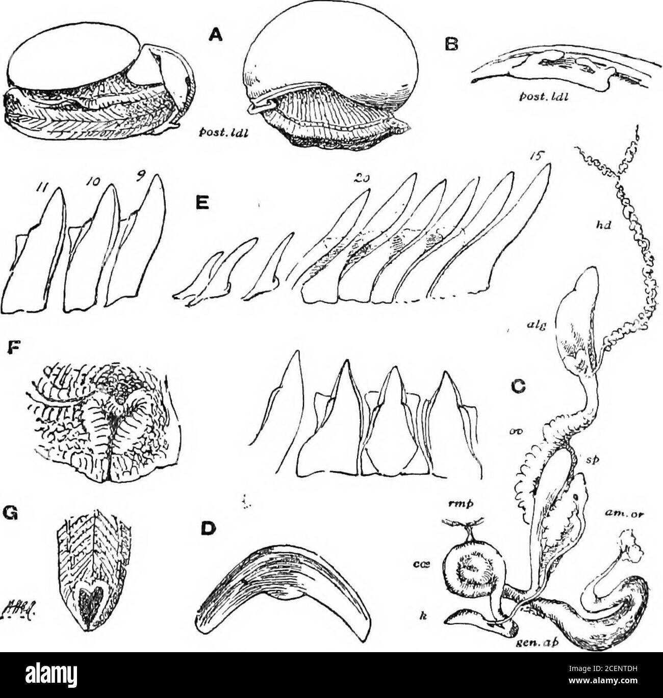 . Molluska ... Maiale. HQ.- Oxytes orobia. (Dal disegno Stoliczkas.). [Fig. 60.-OxyUs orobia. A. animale, campione di spirito, guscio rimosso, lato destro e sinistro della tessere con lobi dorsali. B. lobo dorsale posteriore sinistro, ingrandito.0. Genitalia. D. ganascia E. denti della radula. X 150. F. estremità del piede, contratta nello spirito, ingrandita. Ossitici. G. estremità del piede, tratto dalla vita.] OXYTES.-BHNSONIA. 171 peristoma obliquo, acuto, ma addensato all'interno, basale e columellarmargins in qualche modo riflesso. Diam. Maggiore 37, min. 30, altezza 22 mm. Un guscio più depressato misura 34, 29 e 19 mm. H Foto Stock