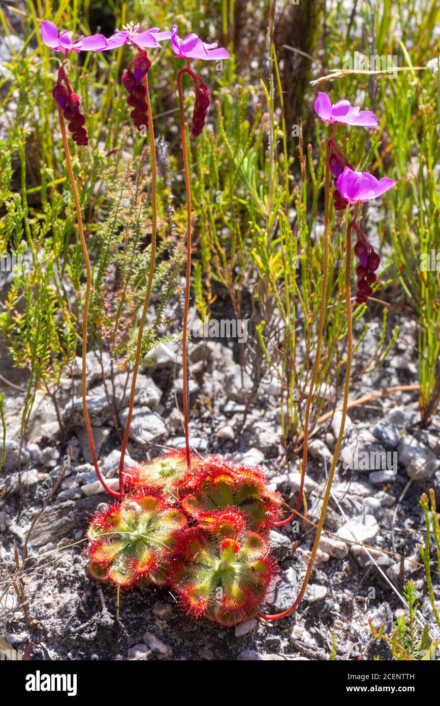 Drosera xerophila con i suoi fiori rosa nella Riserva Naturale di Fernkloof, Capo Occidentale, Sud Africa Foto Stock