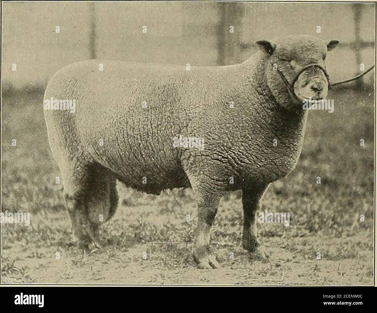 . I nostri animali domestici, le loro abitudini, intelligenza e utilità;. A Kent R.m, campione a molti Exiuiution Photo J. T. Newman, Berkhampstead carne commerciabile è trovato. Non ci sono corna arco fondamong individui di questa razza. Il corpo ha una forma piuttosto lunga e non è proporzionato come quello del Southdown; i8o I NOSTRI ANIMALI DOMESTICI. Un sud GIÙ Ra.m non fa un'impressione piacevole essere-causa della relativa testa stupida, pesante, grossolana. L'Oxford Down è un doppio incrocio, theblood dell'Hampshire e Cotswold having è stato usato per stabilire la razza. Gli animali di questa razza sono di un superi Foto Stock