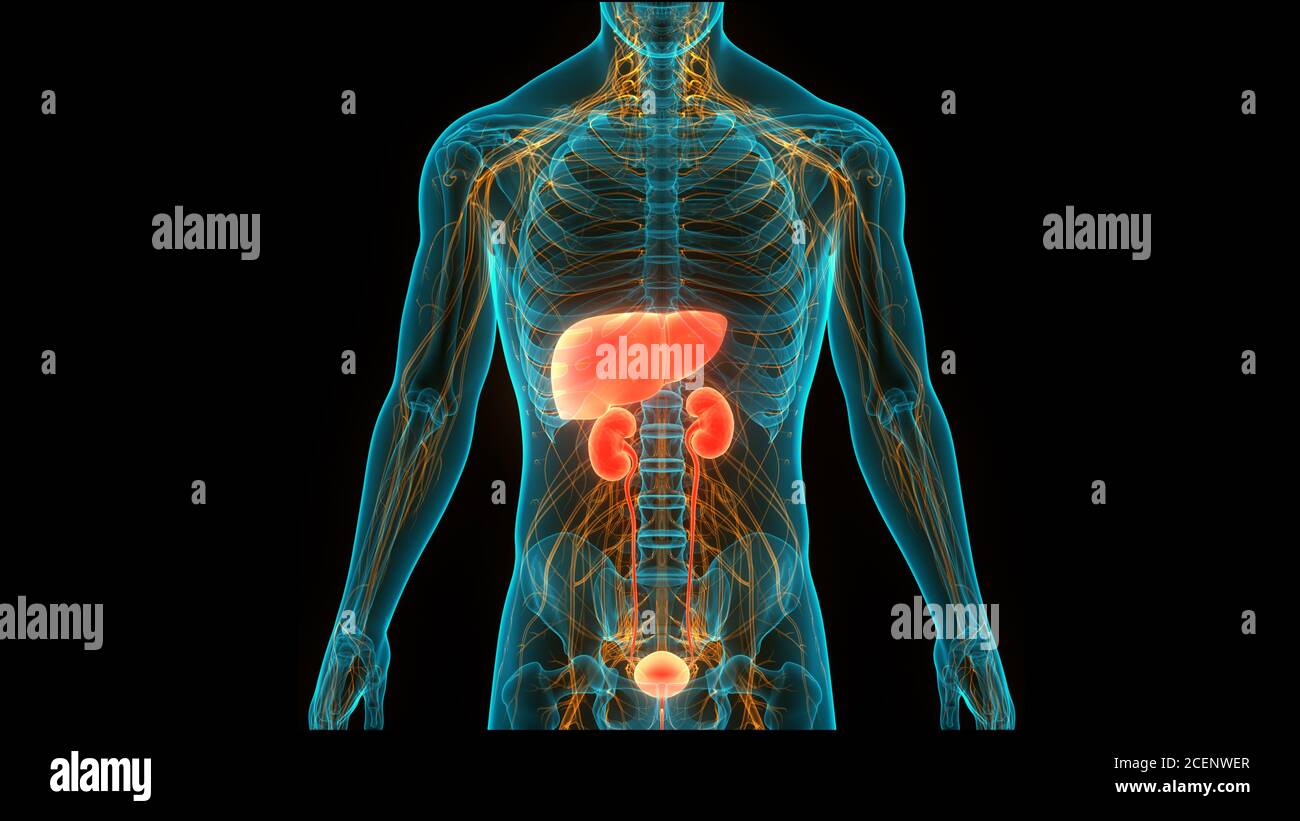 Organi interni umani fegato con Anatomia urinaria Foto Stock