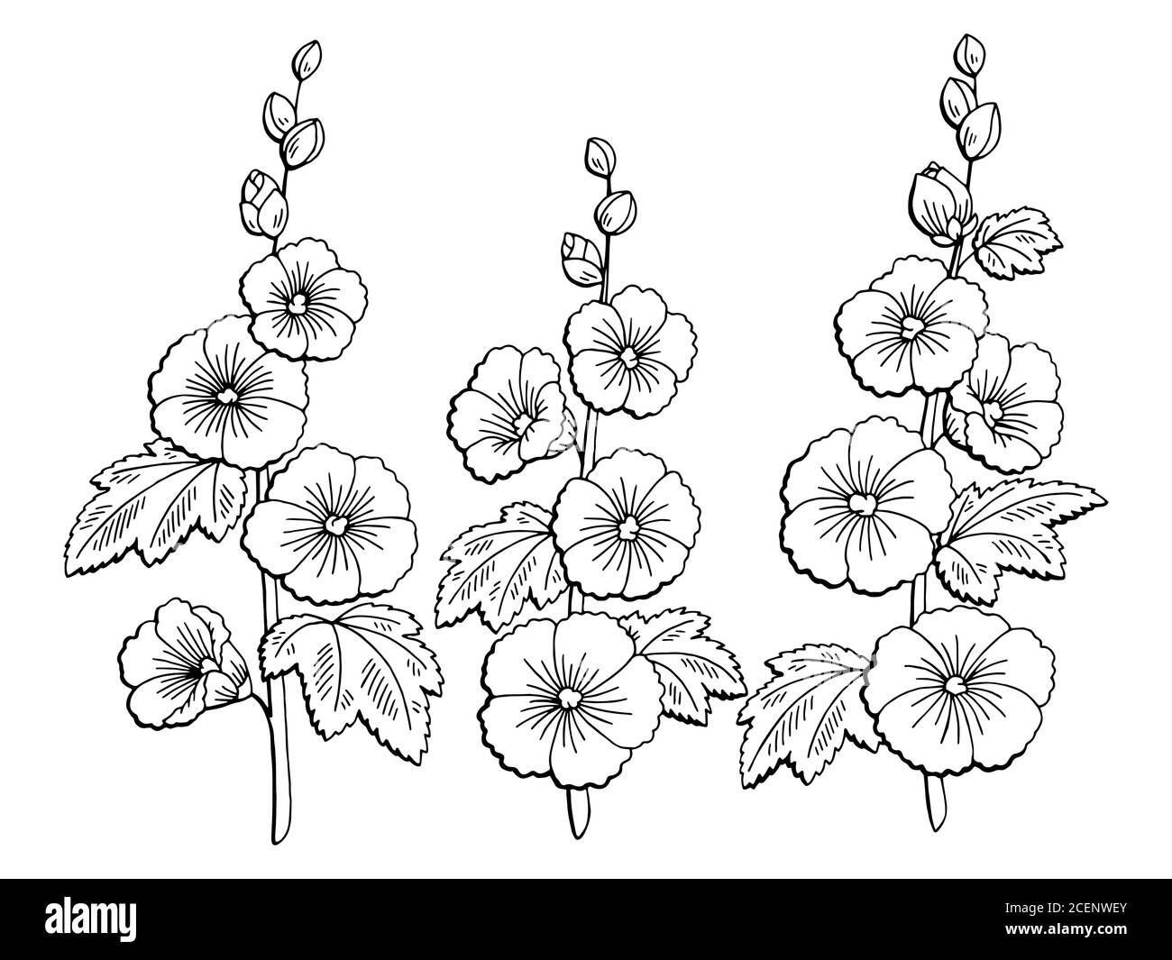 Mallow flower graphic black white immagine di schizzo isolata vettore Illustrazione Vettoriale