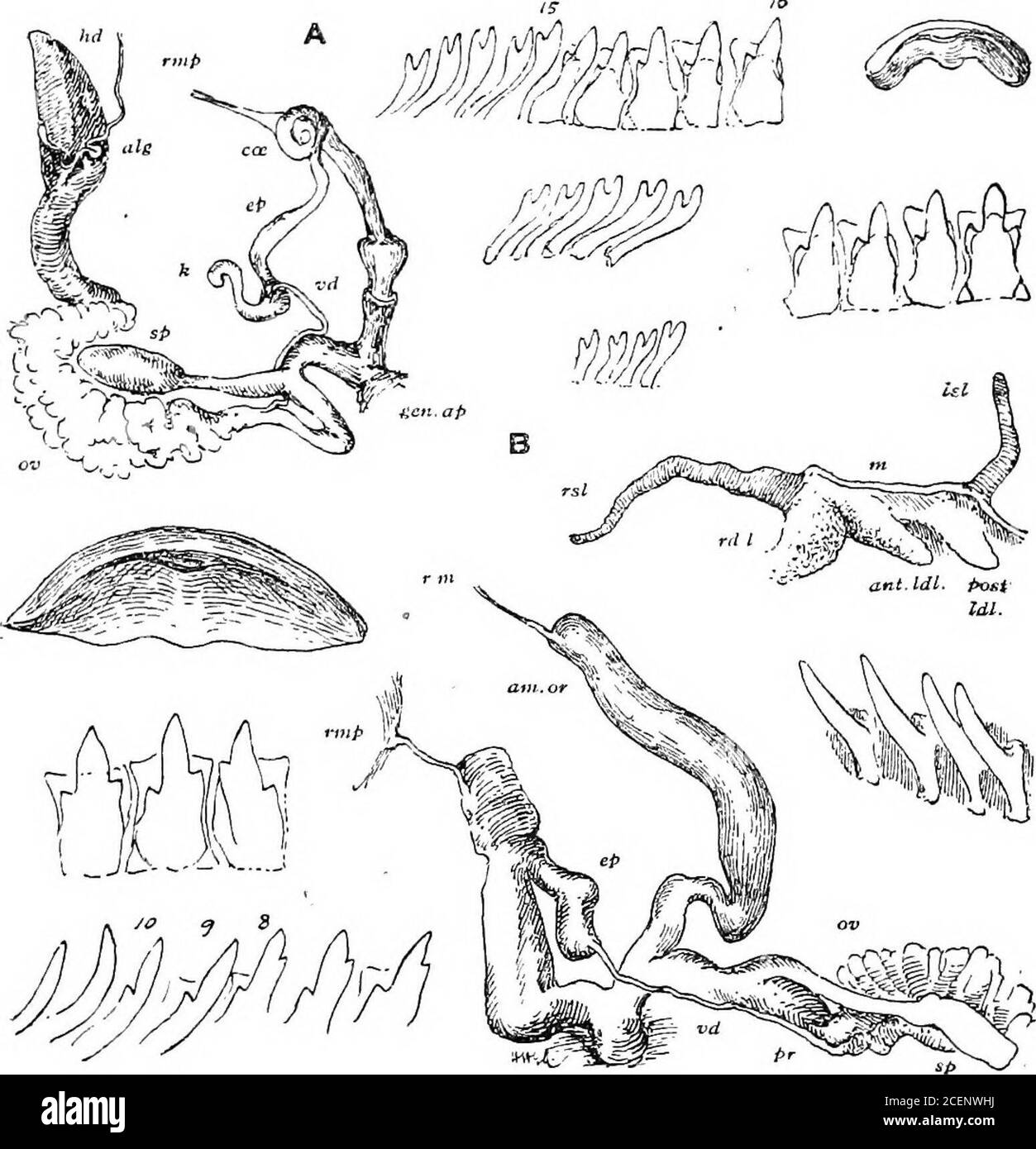 . Molluska ... onvex sotto; apertura nearlyvertical, ampiamente lunate; peristoma sottile, margine columellare curvo, obliquo, riflesso sopra, parzialmente copertura perforazione. Diam. Maggiore 11, min. 10, altezza 5 mm. Ah. Shengor Peak, Dafla Hills {Godwin-Austen). Sono noti solo gli shell immaturi. Questi sono distinti per splanarità e per la scultura concentrica di lirato. [Questo si è dimostrato il giovane di StafforcUa dafaensis.] 153. Macrochlamys cacharica, Oodwi/i-Austen, mol. Ind. i, ls8;3,p. 177, pi. 27, fig. 2 (guscio e anatomia).[Fig. 45 A, pag. 105.] Shell perforare apertamente, depresso, sottile, vetroso, smoo Foto Stock