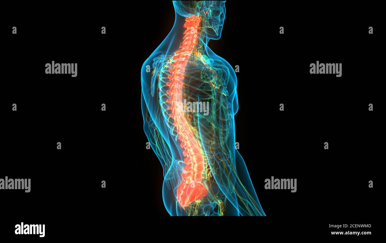 Colonna vertebrale del midollo spinale dell'anatomia del sistema scheletrico umano Foto Stock