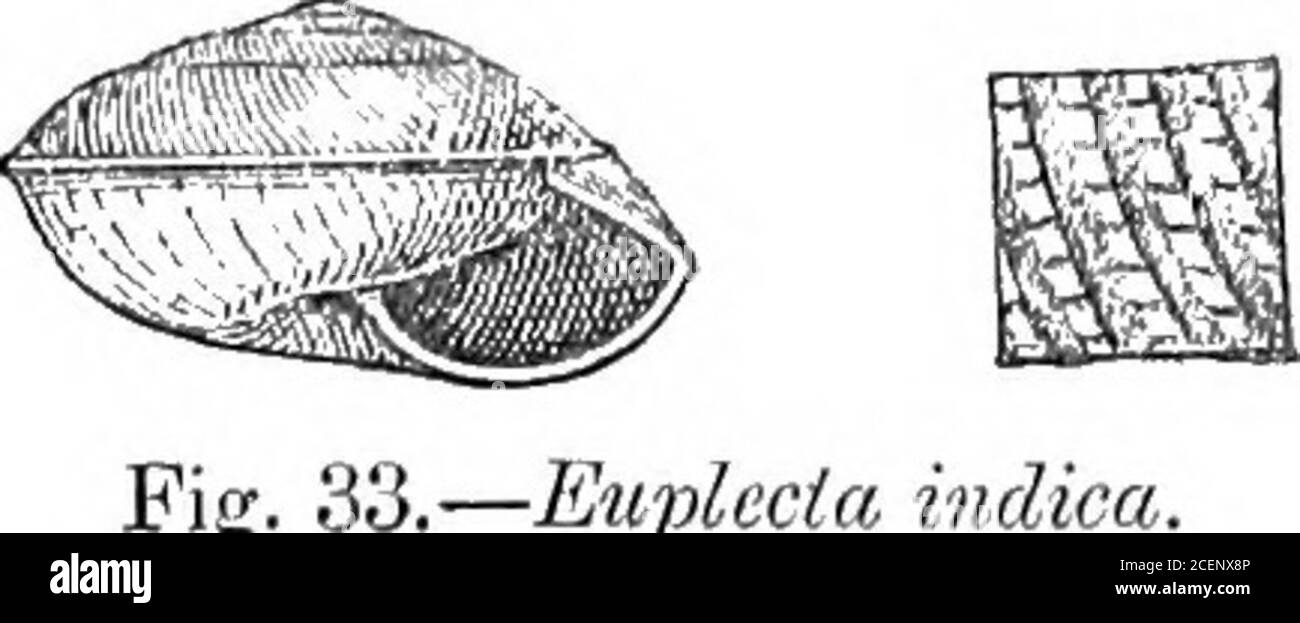 . Molluska ... n, 4000 piedi (Beclclome). 88. Euplecta indica, Pfr. (Lielix) iSymb. In, 1846, pag. 66; ID. Hel. I, 1847, pag. 80; ID. C. vii, 1876, pag. 132; BV. Conch. N. IC 448; H. ^ T. (Helix) C. I. 1876, pi. 55, fig. 10; BLF. J. A. 8. B. 1866, 2, pag. 39; Nevill (Nanina), Hand-L. i, 1878, pag. 31.Helix oblita, Pfr. P. Z. S. 1851, pag. 263; ID. Hel. iii, 1863, pag. 54; ID. C. vii, 1876, pag. 100. Helix shiplaya, Pfr. P. Z. S. 1856, pag. 327; ID. Hel. IV, 1859, pag. 38; H. 8r T. C. I. 1876, pi. 131, tigs. 7, 10; Godwin-Austen, mol. Ind. II, 1898, pag. 102.Euplecta malabarica, subsp., BLF. Foto Stock