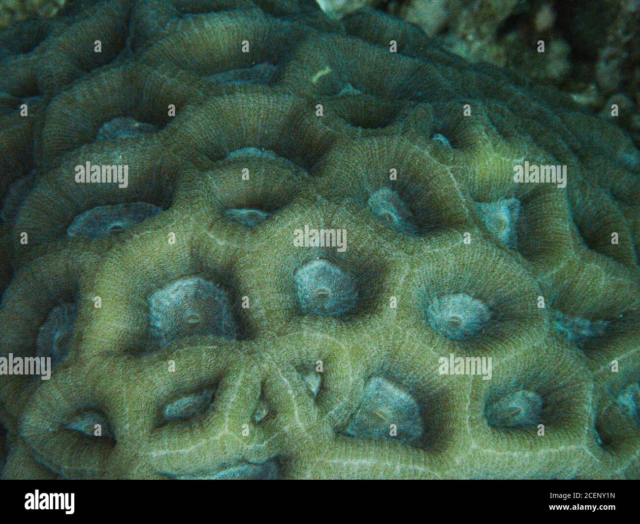 Hard Coral Macro Favia / Favites ECU Reef Foto Stock