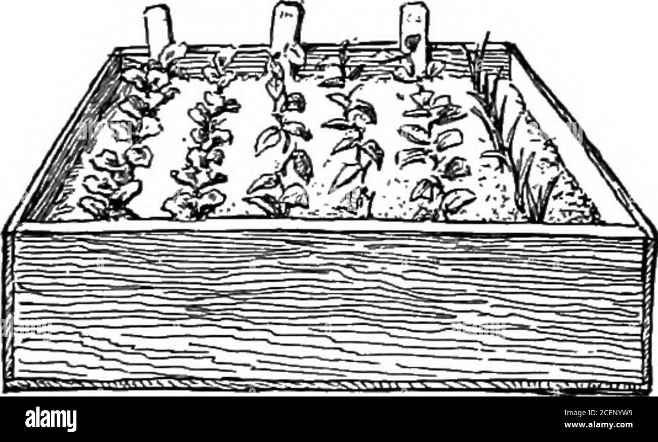 . Agricoltura per le scuole del sud. Fig. 35. – Tixc. Le gemme dopo Buddixg COME LE PIANTE SONO PROPAGATE 45 genere. Veda chi può causare la percentuale più grande degli innesti vivere.in pratica di tempo caldo che si allontana su una qualsiasi di queste piante. La cera di Graftingwax può essere prodotta fondendo insieme 5 parti di resina, 2 di cera d'api, e i di sego. Una volta riscaldato, versare il composto in acqua fredda, ingrassare le mani, e tirarlo come si tirerebbe caramella melassa. 17,18,19,20,21,22, e23 trattare gli argomenti di questa sezione in modo molto più dettagliato di quanto sia possibile qui. Dopo che gli allievi hanno p Foto Stock