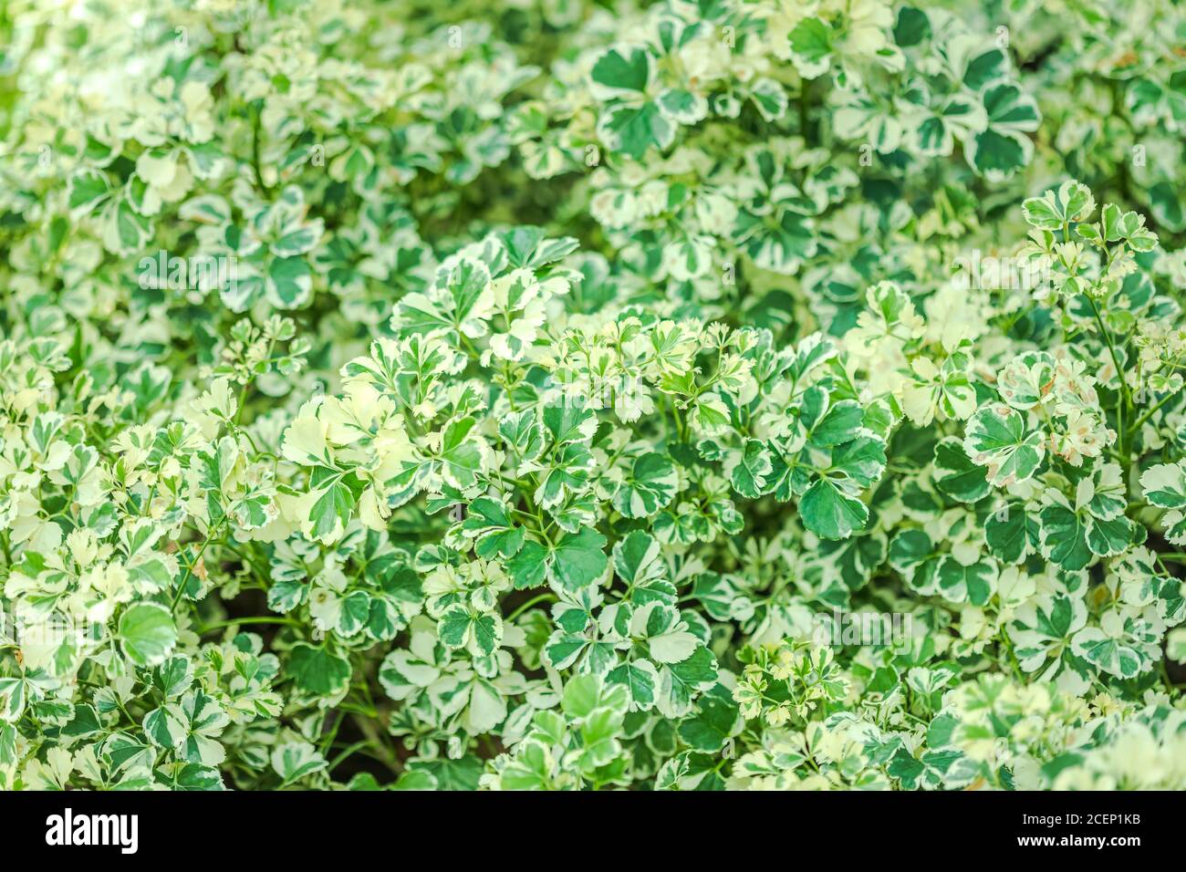 Polyscias, ARALIACEAE o Ming Aralia, sfondo verde foglia bello nel giardino e piante ornamentali utili decorativi Foto Stock