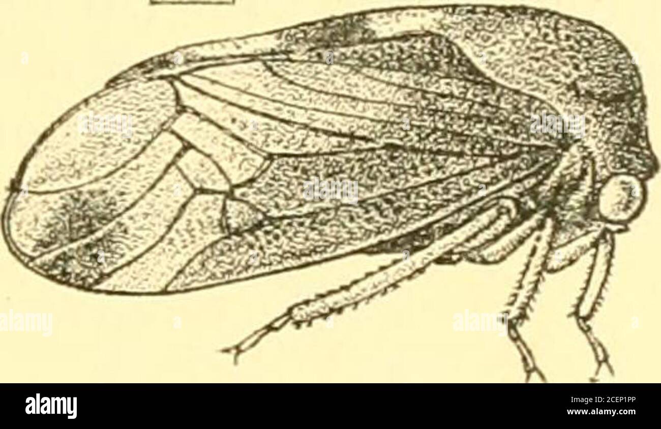 . Rhynchota ... nasserim ; Myitta {Dolierty). POGONTYPUS. 67 genere POGONTYPUS, nov. Tipo, P. comj^licatus, Melicli. Distribuzione. Ceylon. Intermedio tra MTC/ara e Machcerottipus. Dal primo si distingue per il processo posteriorpronotale più ampio e sottile e anche per le vene fortemente vulcanizzate nelle aree teapiche della tegmina, somigliando così ad un carattere radicale del genere Pogon; Da Machcerott/jnis è separato dalle vene obliquamente curve del tegminale alle zone apicali, e alsoby il processo pronotale posteriore che non è fortemente elevatedal di sopra dello scutellum, Foto Stock