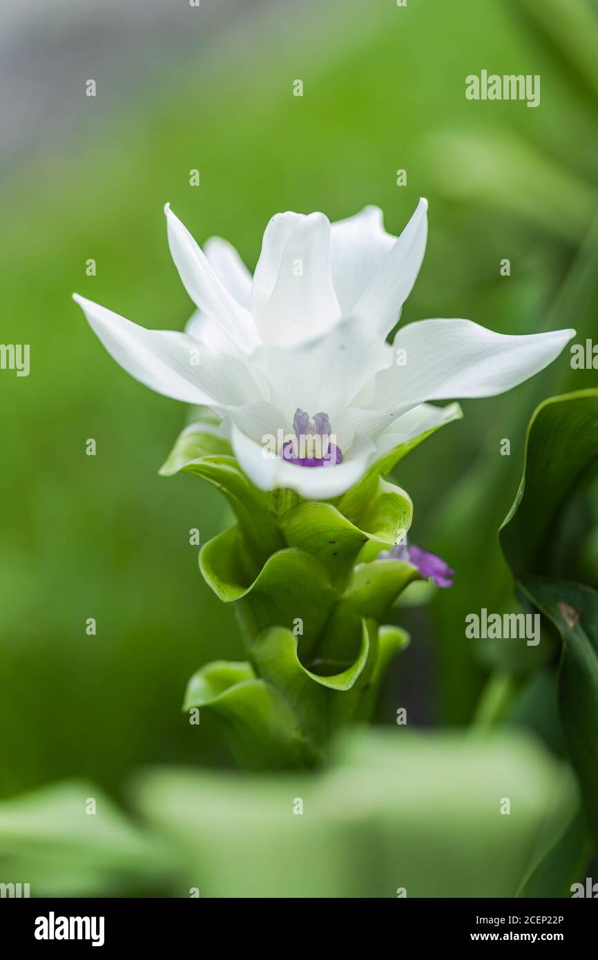 Curcuma Zanthorrhiza (Siam Tulip Curcuma Alismatifolia) Fiore bianco nella natura e nel giardino Foto Stock