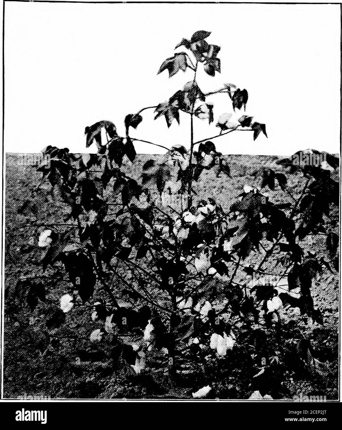 . Agricoltura per le scuole del sud. Nuovi amici di miniera. Non c'è solo piacere di raccogliere le sabbie selvatiche nell'osservazione degli alberi, ma c'è anche piacere e profitto nell'apprendimento della natura e delle abitudini delle nostre piante coltivate. Sapremo meglio come potare un peachtree, un melo, o un vitigno se osserviamo che la frutta è portata su nuovi rami o su quelli uno o due anni. Notate questo e dite all'insegnante che cosa youoseate. Saremo in grado di selezionare mais di semi migliori se il welearn quale forma di orecchio o di nocciolo si trova nelle varietà mostproducenti. Agricoltura de Foto Stock