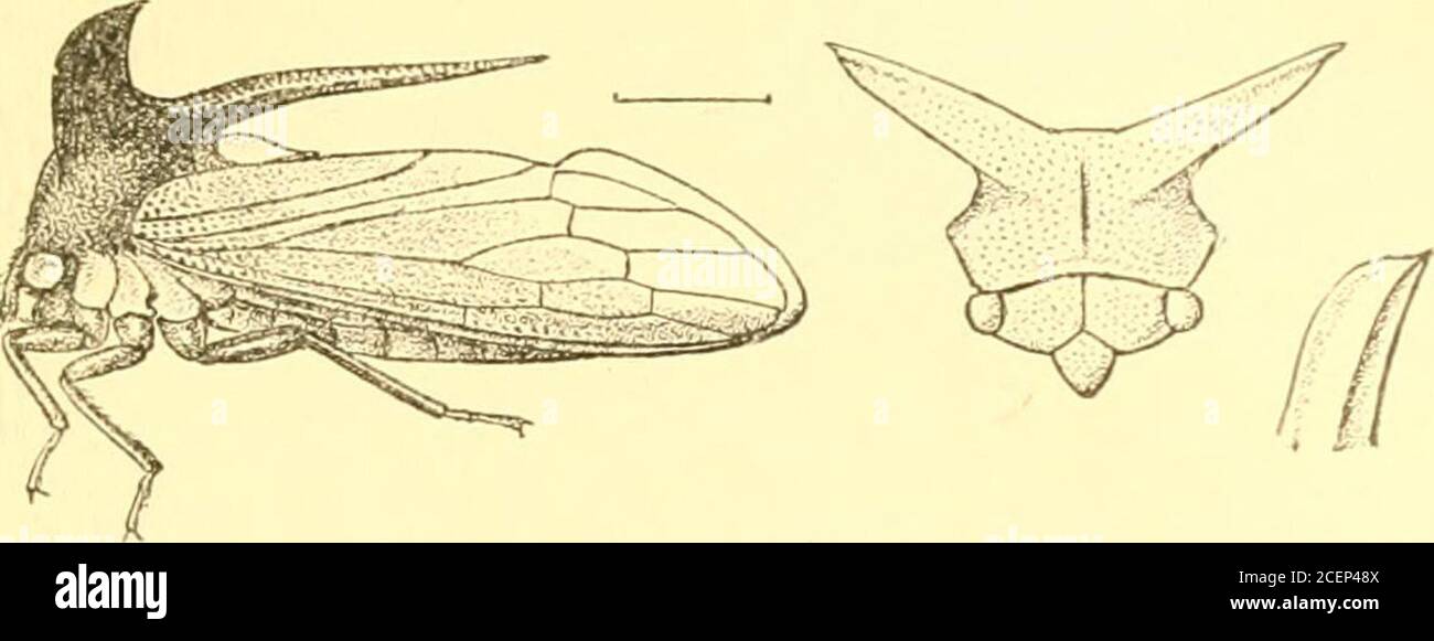 . Rhynchota ... leggermente elevato alla base; il transverseprocessa laterale ampio, robusto, un po 'diretto verso l'alto e molto liapicamente ricorsi, fortemente cariuato dietro la metà; un processo posteriore corto, sottile, emesso un po' sopra la base del pronoto, ben elevatedabove scutellum e proseguito un po' obliquamente verso l'alto, l'apexacute e quasi estendendosi fino al punto dell'angolo posteriore del margine interno della tegmina; scutellum più corto di largo,il suo emarginato di apice; tegmina amplificata verso il centro anottusamente angolarmente ristretta all'apice, con quattro aree apicali;gambe semplici. 2144. Foto Stock