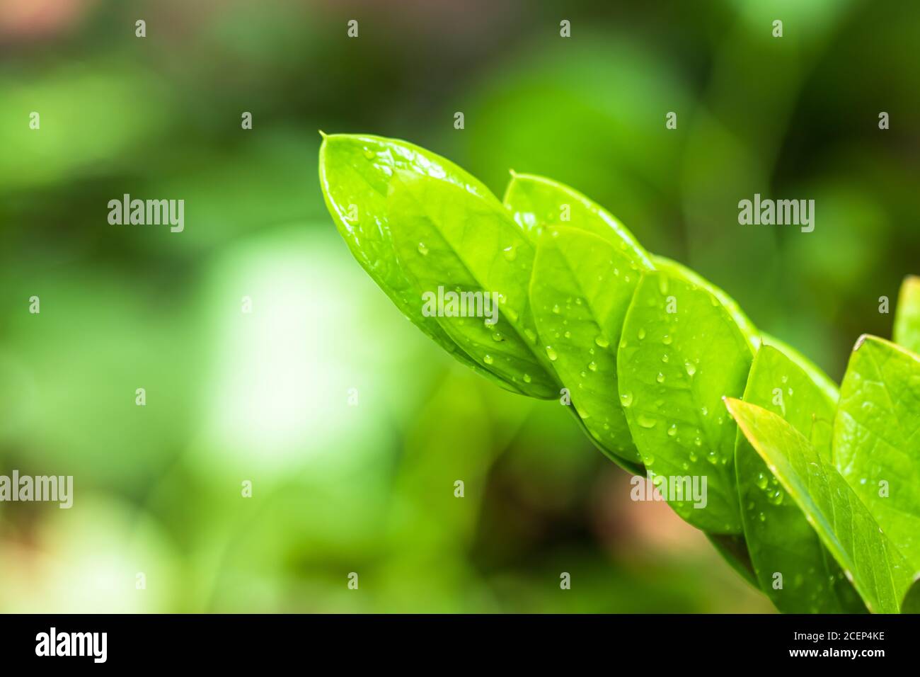 araceae, Zamioculcas zamiifolia o Zanzibar Gem foglia verde sfondo bello e. Piante ornamentali decorative utili Foto Stock