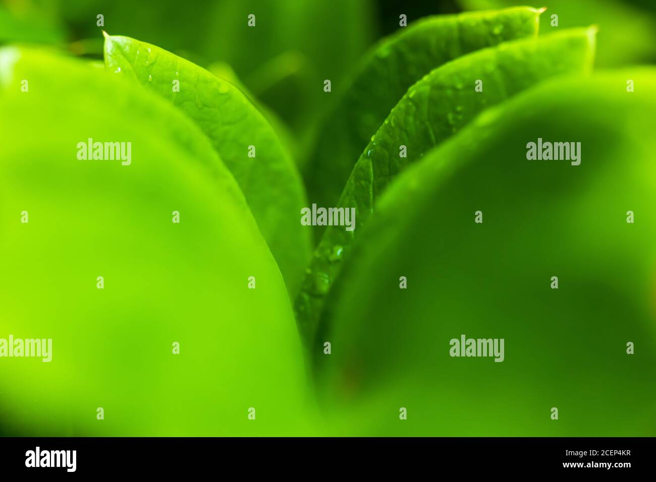 araceae, Zamioculcas zamiifolia o Zanzibar Gem foglia verde sfondo bello e. Piante ornamentali decorative utili Foto Stock