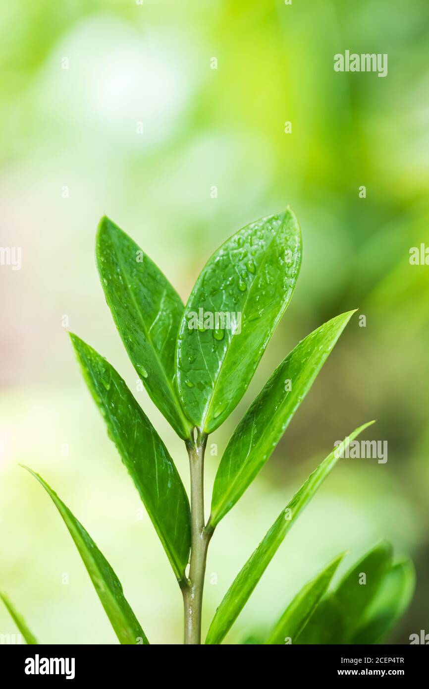 araceae, Zamioculcas zamiifolia o Zanzibar Gem foglia verde sfondo bello e. Piante ornamentali decorative utili Foto Stock