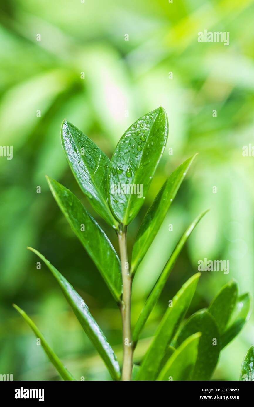 araceae, Zamioculcas zamiifolia o Zanzibar Gem foglia verde sfondo bello e. Piante ornamentali decorative utili Foto Stock