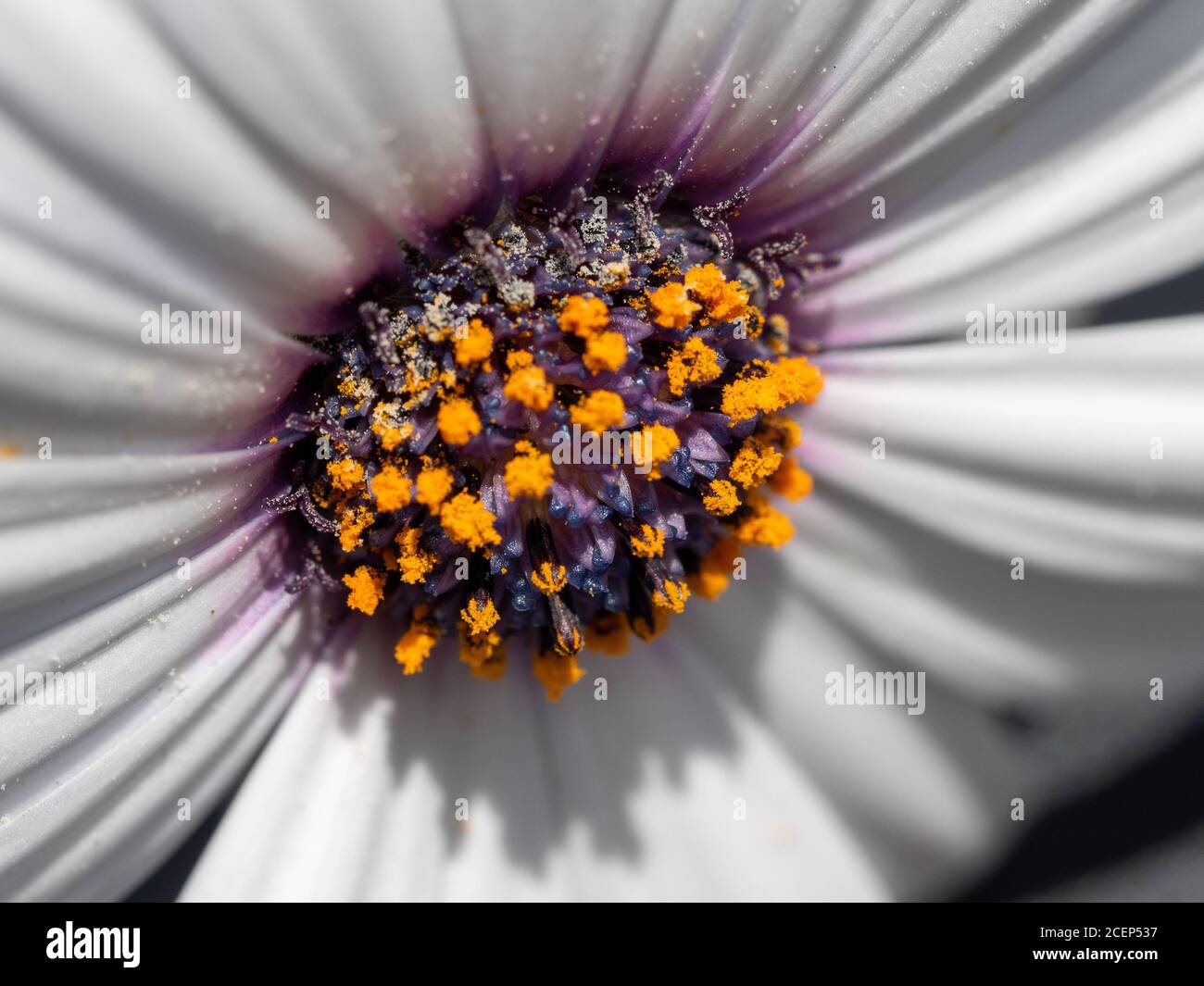 Fiori. Macro del centro viola di un fiore africano margherita bianco, punteggiato di polline giallo dorato arancione Foto Stock