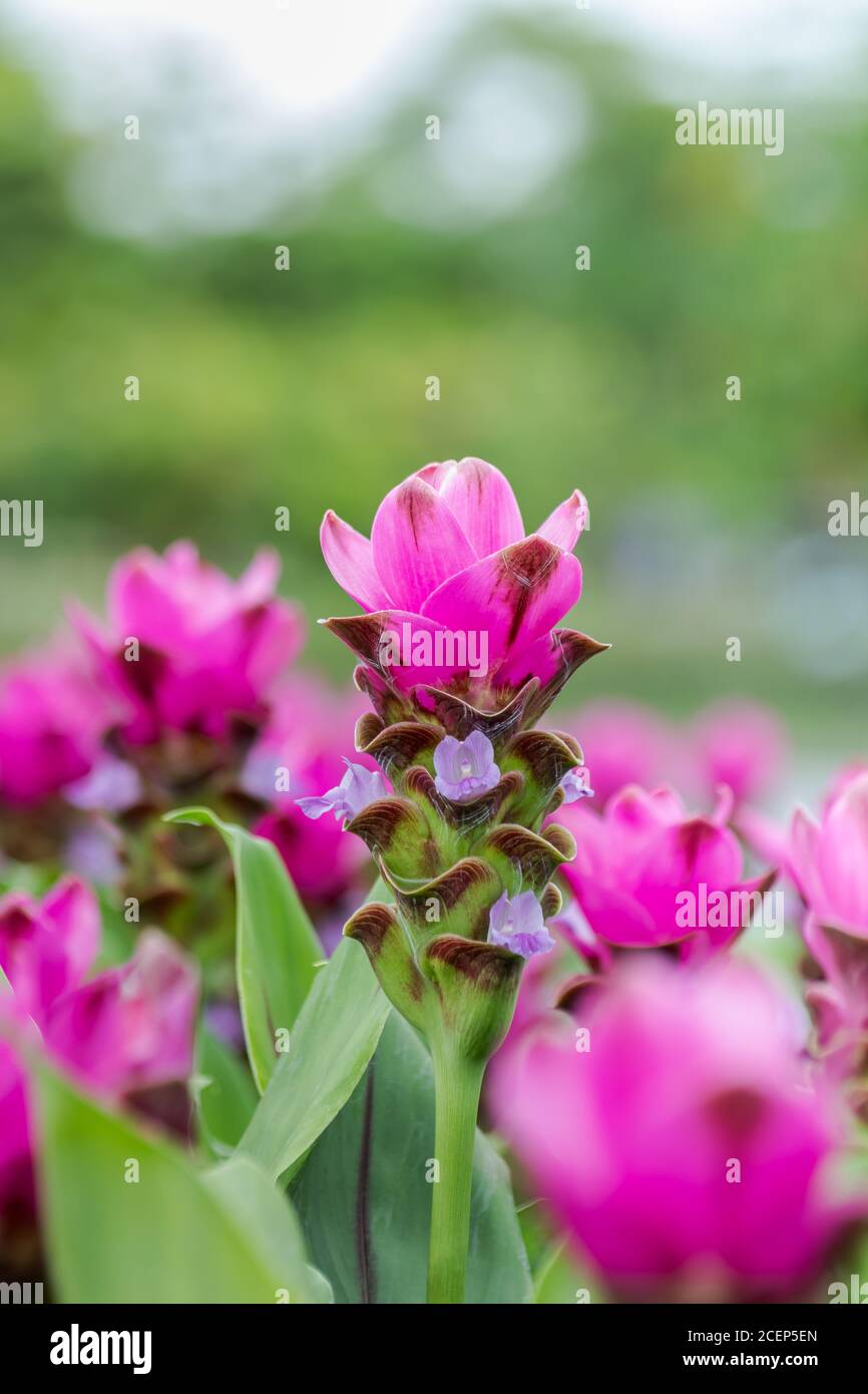 Curcuma Zanthorrhiza (Siam Tulip Curcuma Alismatifolia) Fiore bianco nella natura e nel giardino Foto Stock