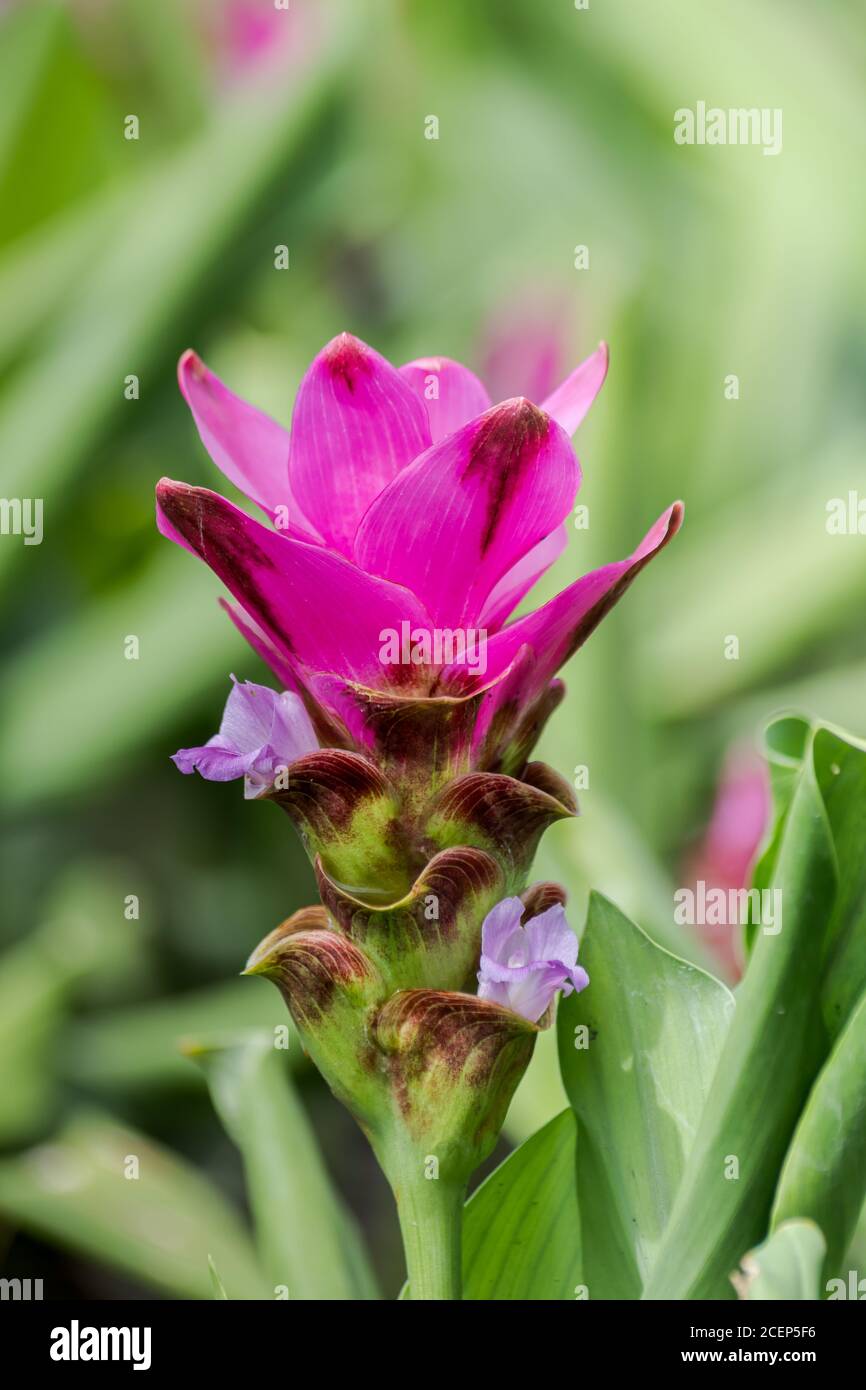 Curcuma Zanthorrhiza (Siam Tulip Curcuma Alismatifolia) Fiore bianco nella natura e nel giardino Foto Stock