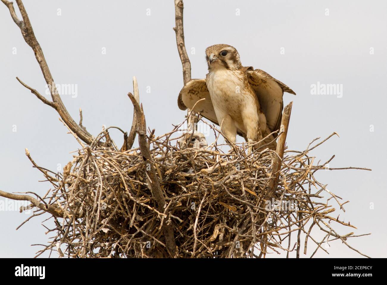 Marrone Falcon e pulcino nel nido Foto Stock