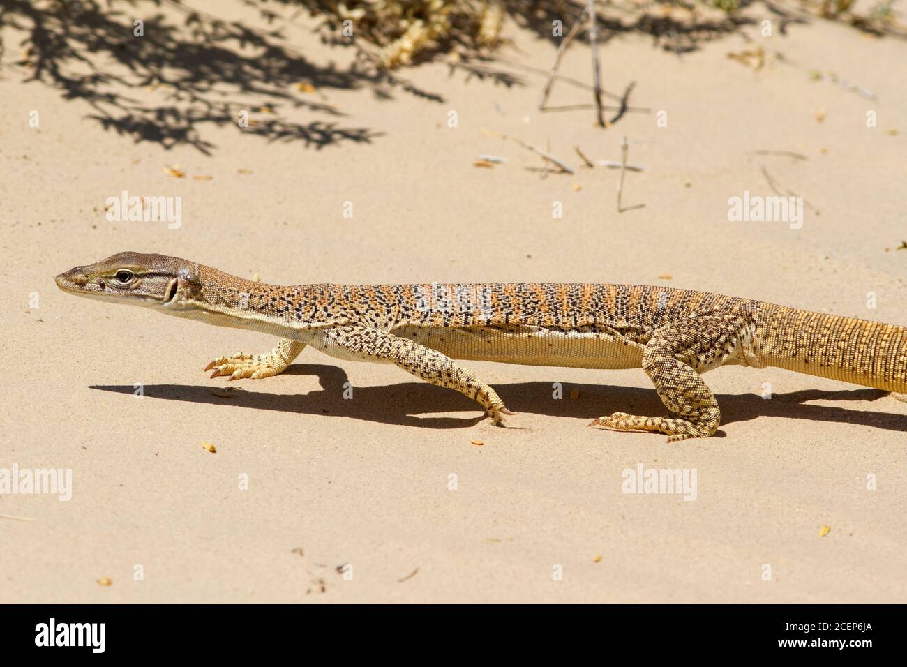 Gould's Sand Goanna con zecche sulla testa Foto Stock