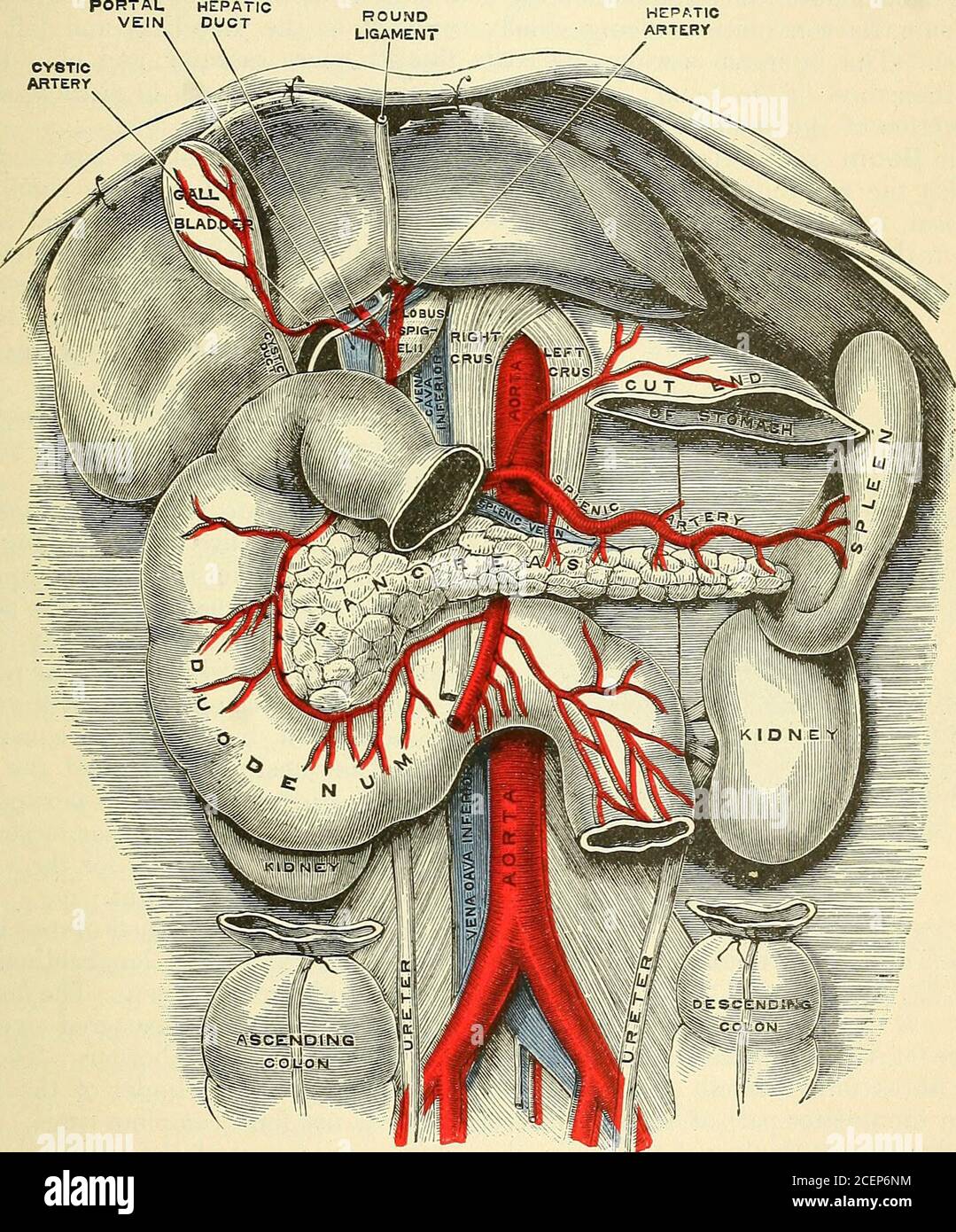 . Anatomia, descrittiva e chirurgica. t di età, altezza e peso. [Alla nascita dice che l'intestino è 9 piedi 5 pollici di lunghezza, e che durante i primi due mesi cresce di circa quattro piedi di lunghezza. Questo dovrebbe insegnare la necessità specifica di una dieta adeguata e il pericolo di malattie intestinali durante questo periodo iniziale di vita.] L'INTESTINO TENUE. 375 numero. È in relazione sopra e davanti al fegato e al collo della cistifellea; dietro ai vasi che corrono tra gli strati del minore omen-tum, cioè l'arteria epatica e il dotto e la vena porta. Questa porzione dell'intestino Foto Stock