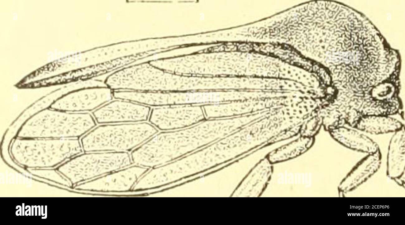 . Rhynchota ... im. Mozzo. Ceylon ; KAITS (Verde). 8 MEMBACID.E. Genere OXYRHACHIDIA. Oxyrliacliidia, Melich. Avvisatore acustico. Faun. Ceylon, pag. 118 (1903). Tvpe, 0. Inermis, Stal. Distribuzione. Ceylon. Il Dott. Melicliar differenzia così questo genere. Tibife compressedee moderatamente allargato. Differisce da Oxyrhacliis per l'assenza dei processi laterali al JH-onotum, mentre il processo posteriore è ampio alla base, ristretta come un awl dietro e diritto. A questo proposito il genere si avvicina a Garr/ara, mentre ein OA)jrh(CMS la porzione di ostacolo della proiezione posteriore è fortemente compressa lateralmente con l'ap Foto Stock