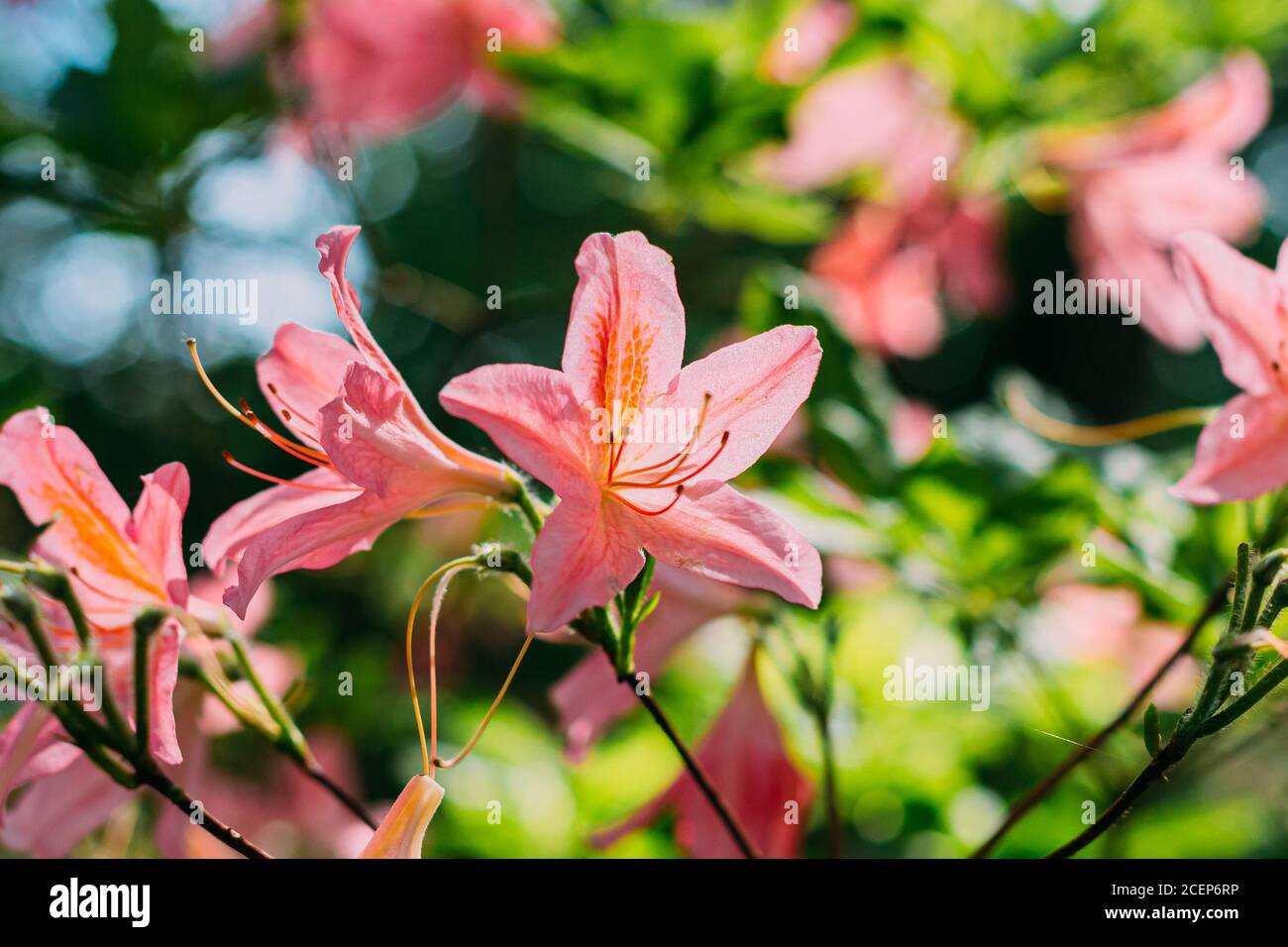 Fiori rosa in fiore di Rhododendron japonicum in giardino di primavera. Foto Stock