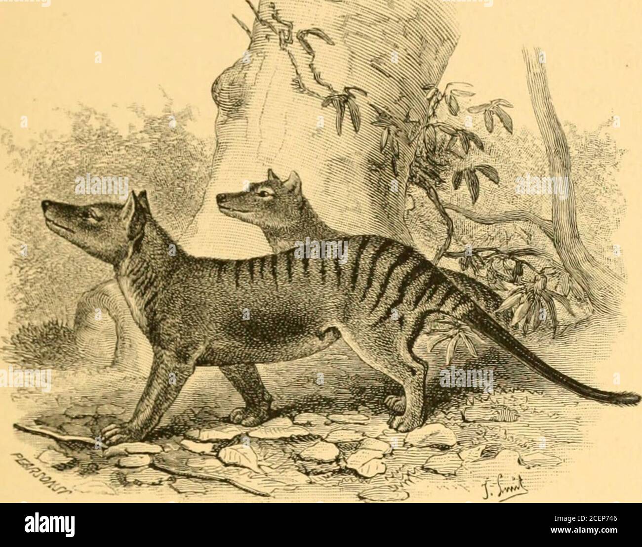 . La geografia dei mammiferi. marsupiali di rous (Fig. 2, p. 25), e in generale esternalappearance così tanto simile al nostro familiare domiciliato che i non iniziati difficilmente possono essere persuadedche il suo posto proprio è in un ordine diverso di mammiferi; e il Sarcophilus ursinus. O Tasmanian Devil, l'asit è popolarmente chiamato - Un po 'aberrante dasyure di colore nero prevalente, circa la dimensione e qualche cosa della forma di un tasso inglese, e notevole per la disposizione savage e vorace. Entrambi questi animali, oggi confinati nell'isola della Tasmania, devono essere stati formalmente estesi in Australia, come il Foto Stock