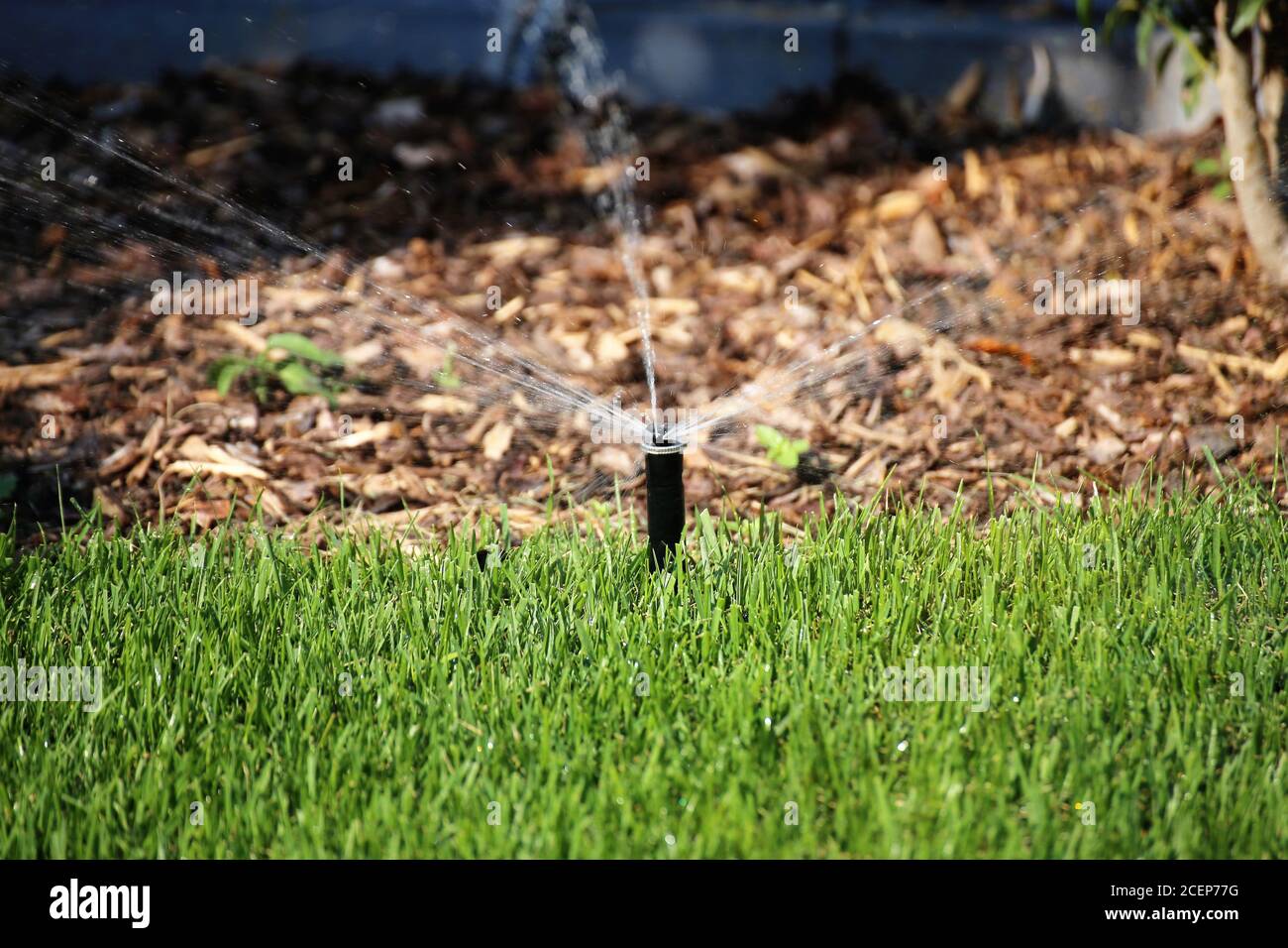 Gartenbewässerung mit gepflegtem Rasen Foto Stock