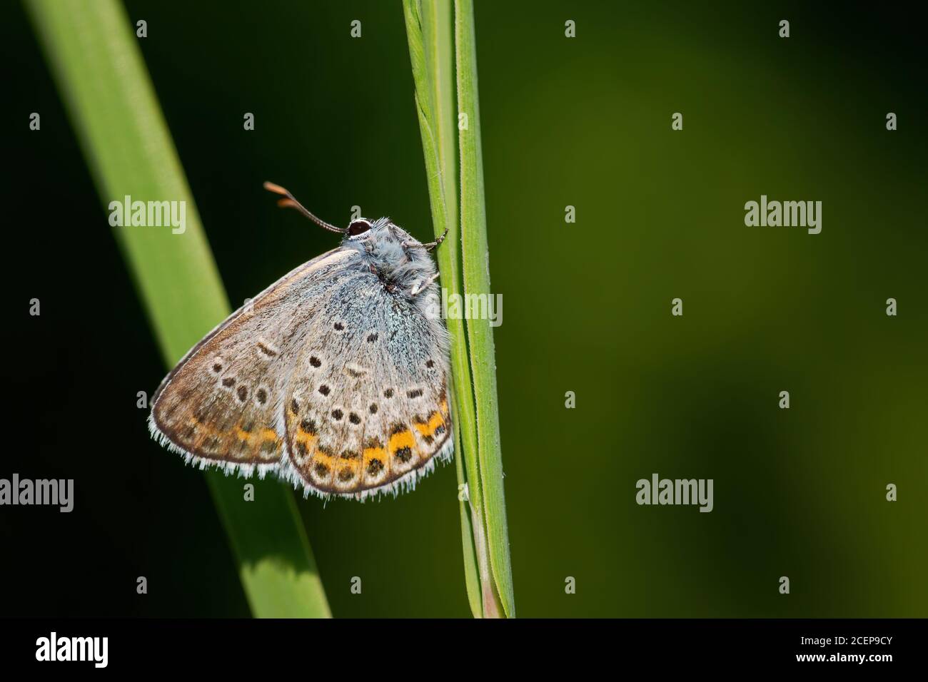 Farfalla blu di Reverdin - Plebejus argirognomon, bella piccola farfalla blu da prati e praterie europee, Zlin, Repubblica Ceca. Foto Stock