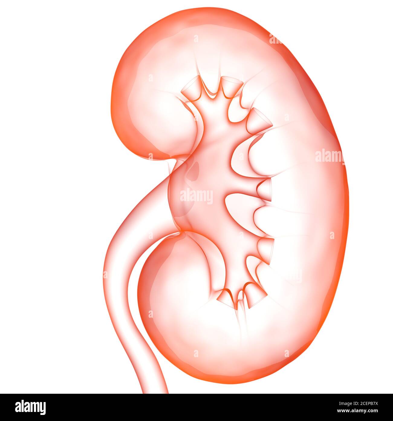 Umano Sistema urinario i reni con anatomia della vescica Foto Stock