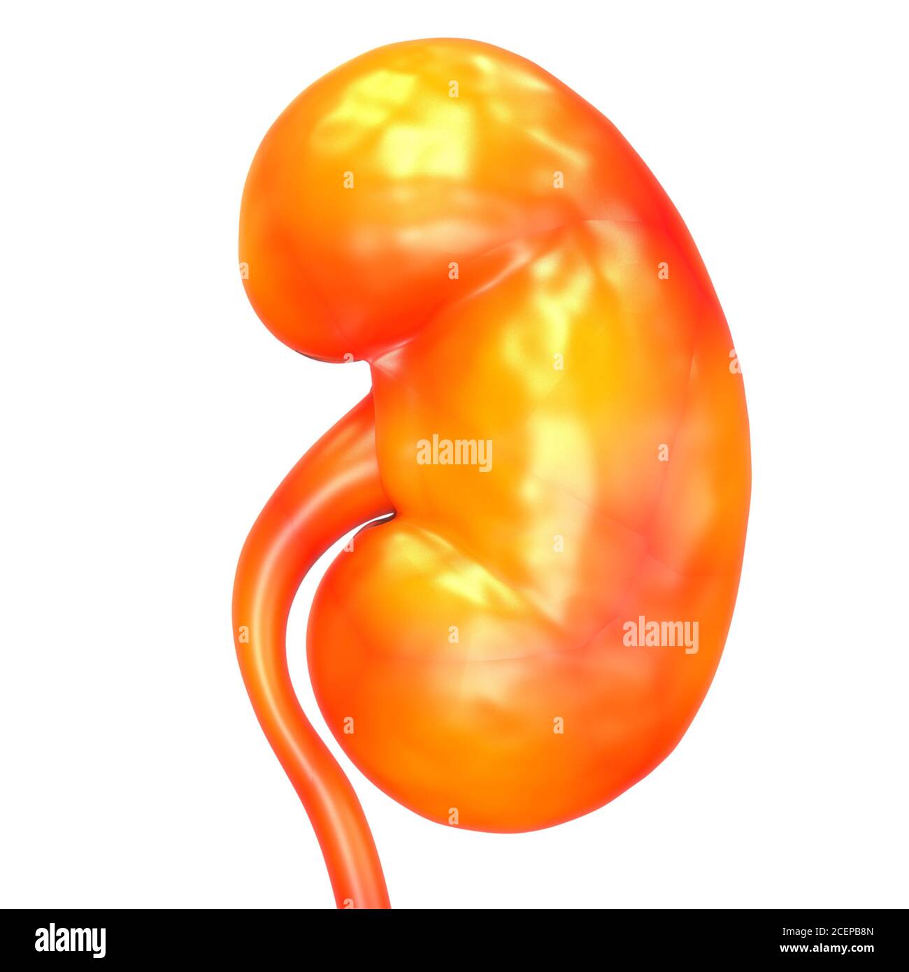 Umano Sistema urinario i reni con anatomia della vescica Foto Stock