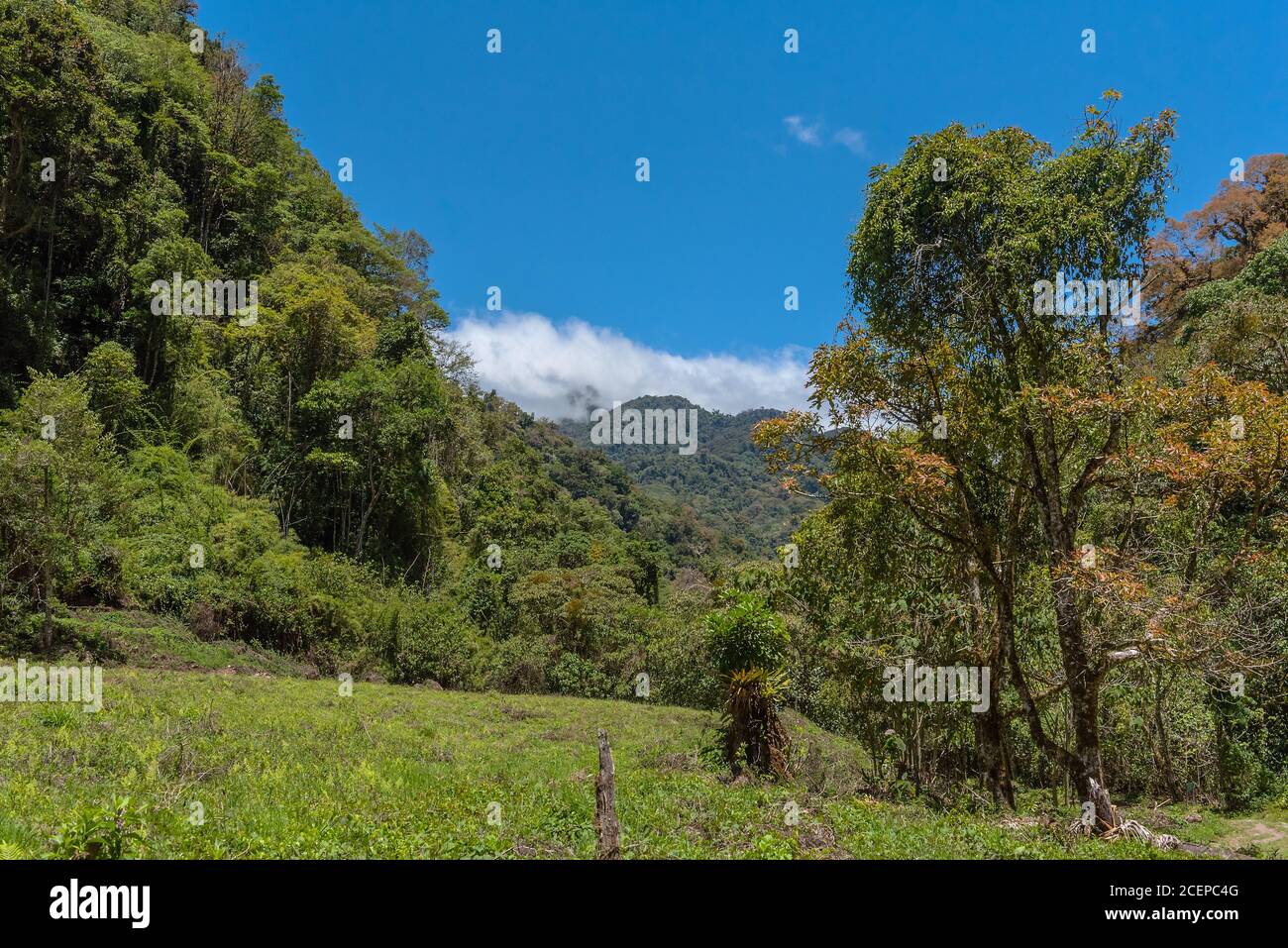 Foresta tropicale di nubi nel Parco Nazionale del Vulcano Baru, Panama Foto Stock