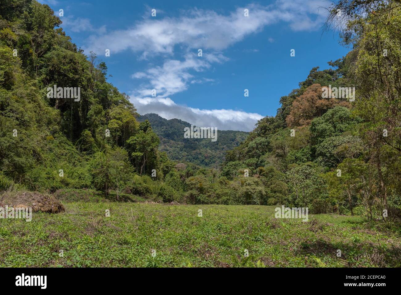Foresta tropicale di nubi nel Parco Nazionale del Vulcano Baru, Panama Foto Stock