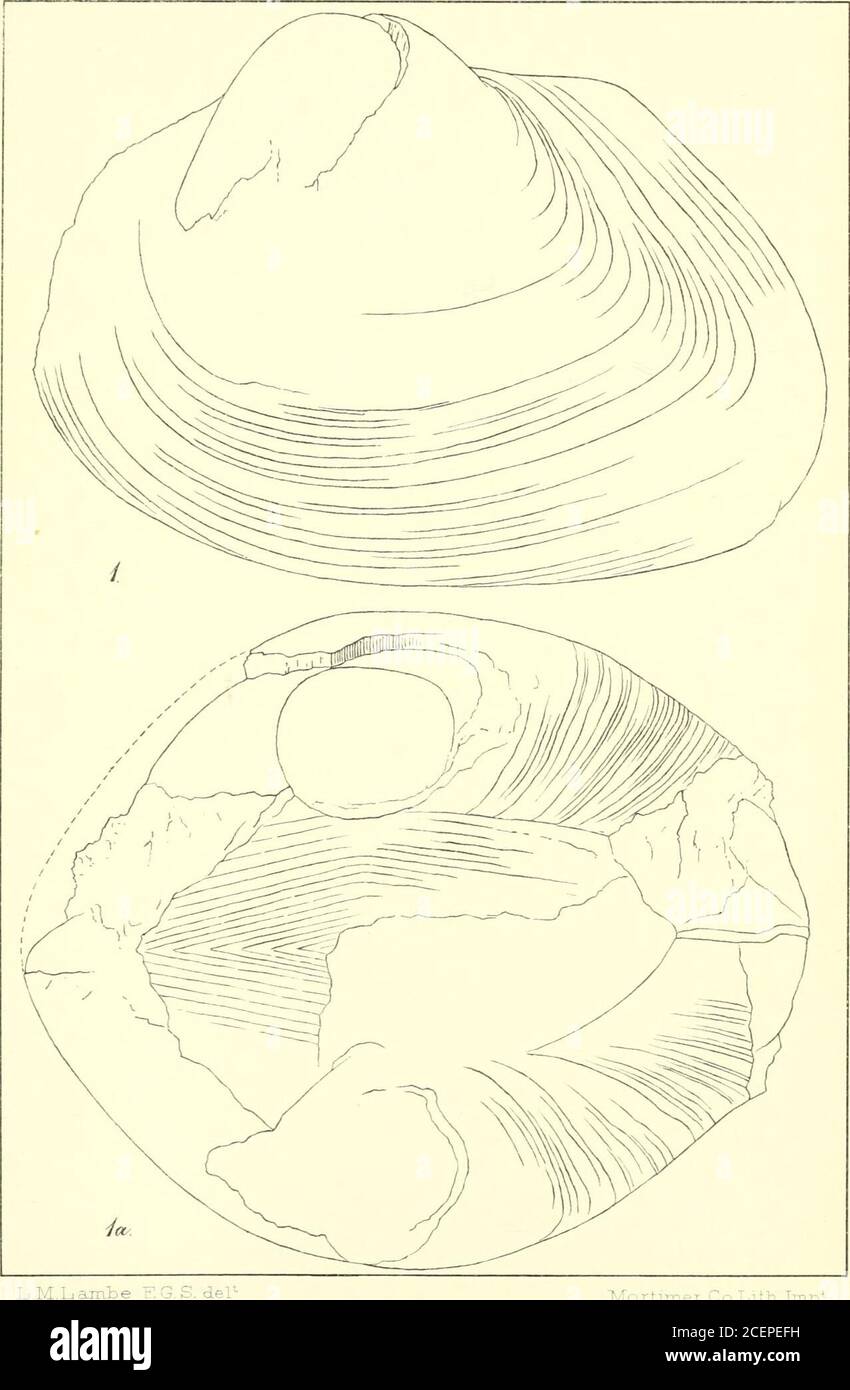 . Fossili mesozoici. PIASTRA XXXVIII. CucuLL^A PONDEROSA (pagina 294). Figura 1. Vista laterale, in pianta, del grande e testifero esemplare proveniente dall'estremità orientale dell'isola di Maud, raccolto dal Dr.Newcombe, a cui si fa riferimento nel testo. 1 a. Lo stesso, anche in linea di massima, visto dall'alto, per mostrare l'ampiezza dell'esemplare, e la dimensione proporzionata della grande area cardinale. (MEM)SM)^II(n£^ smmmEw MF (D^^^^m^. Fossile mesozoico: VOL 1 PIATTO 35. .rvLLjamr^e -:j £?. ae i-Iortiir.er cc^ Lith LNP*. PIASTRA XXXIX. Gervillba Nevvcombii (pagina 297).Figura 1. Vista laterale del tipo di questa specie, che mostra la v sinistra Foto Stock