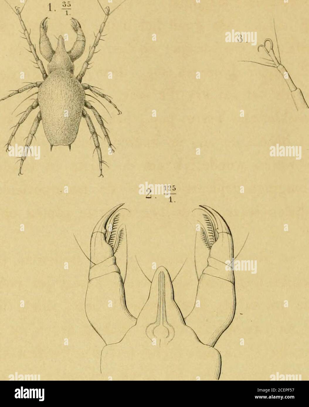 . Tijdschrift voor entomologie. Eldzame be-hoore , kan ik in geen Entomologisch werk eene beschrijvingof afbeelding van zijne larve en pop vinden , en de Catalogusvan Chapuis en Candèze [Catalogue des larves des Coléop-tères connues qii à ce jusenz. 1853) vermeldt uit het ge-slacht Carabus als in vroegeren toestand vraargenomen speciesslechts drie soorten, namelijk : C. auronitens F., C. deprusBonel. En C. hortensis L. Nu bezit ik in zeker werk vanDr. C. B. Voet , tusschen de jaren 1700 it 1735 geteekend ,de afbeeldingen van larve, pop en kever van Carahus auratusmet bijgevoegde aantee Foto Stock