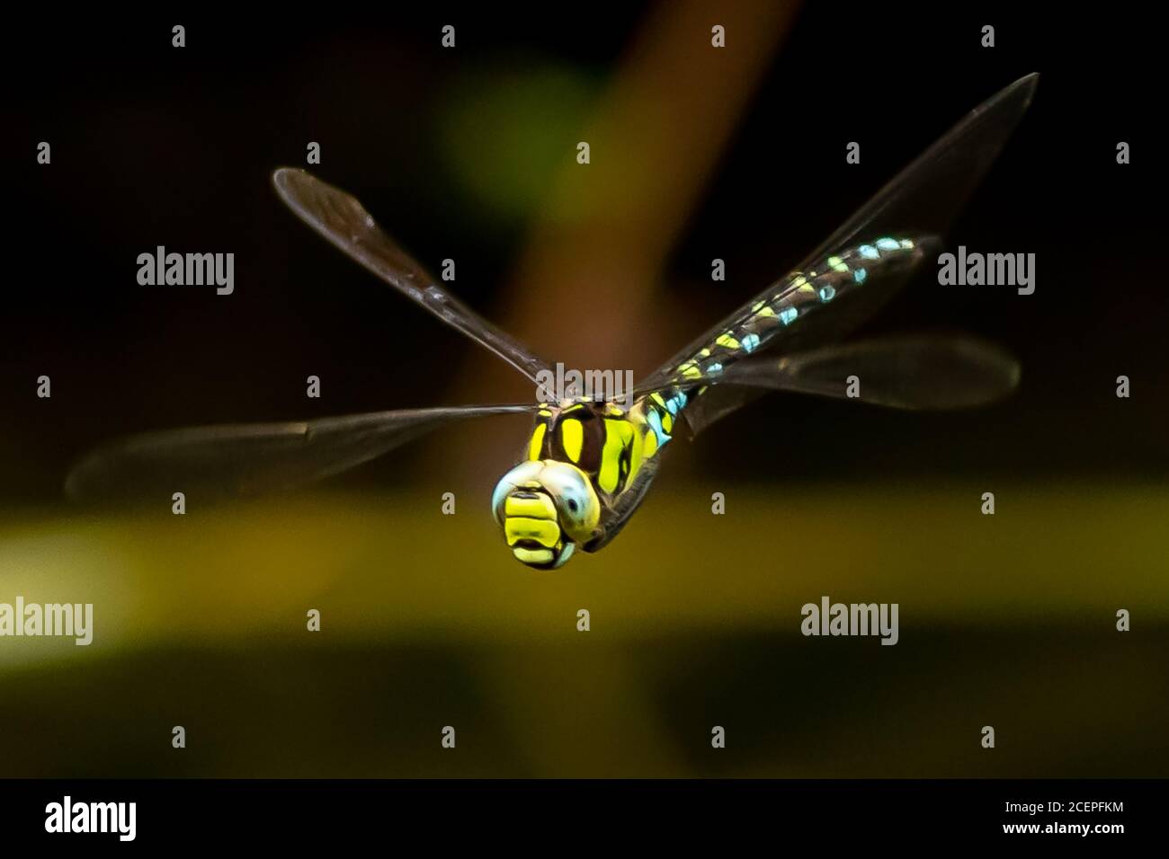 Libellula in volo Foto Stock