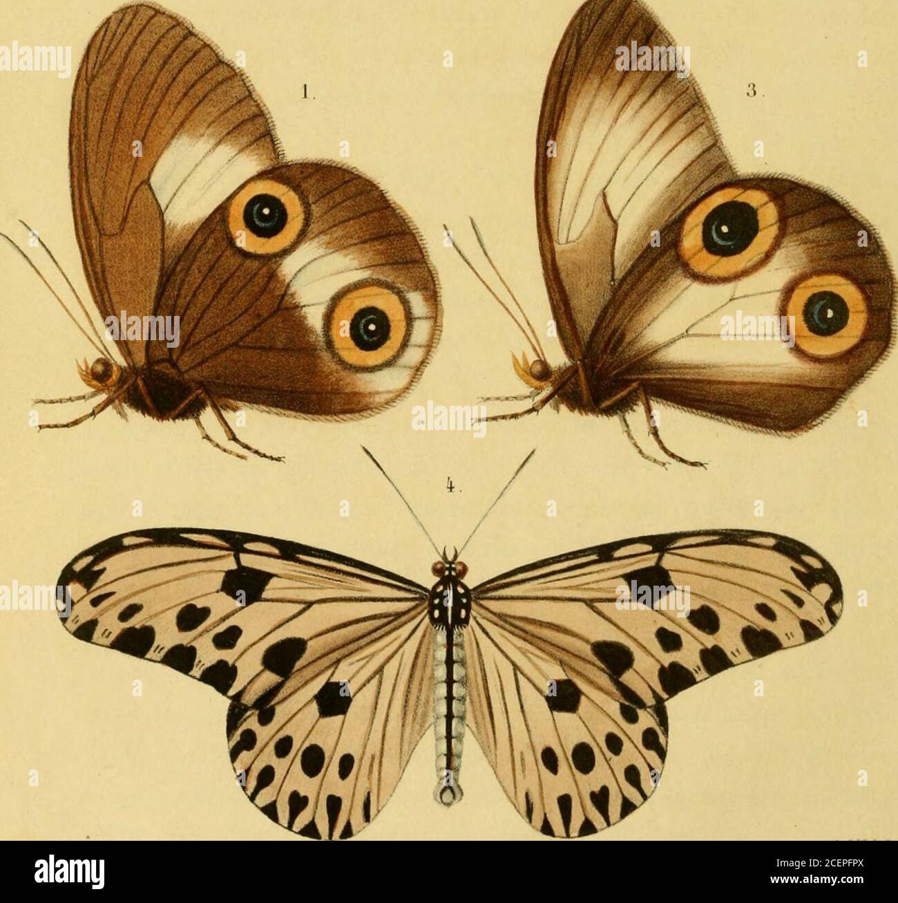 . Tijdschrift voor entomologie. A MR V II fpc •* J W lith 1. UI-usilla iliiablcps v. Voll. 2.3. DrusiUa diottrica contro Voll. 4. Idea Uiardi v Voll 41 door cel il tot in de Basis van cel lil loopt en nagenoeg over-al wegvloeit in de grondkleur. De ondervleugels zijn aan de bovenzijde eenigzins donkerderbruin met cene witte vlek, Welke de benedenhelft van cel 16en cel ie met een smal strookje op cel II en het bovengedeeltevan cel III inneemt en zich nog eenigzins op cel IV voortzet.in cel III ziet men onder de witte strook een groot waokergeeloog met zwarte pupil, midt of noarin Foto Stock