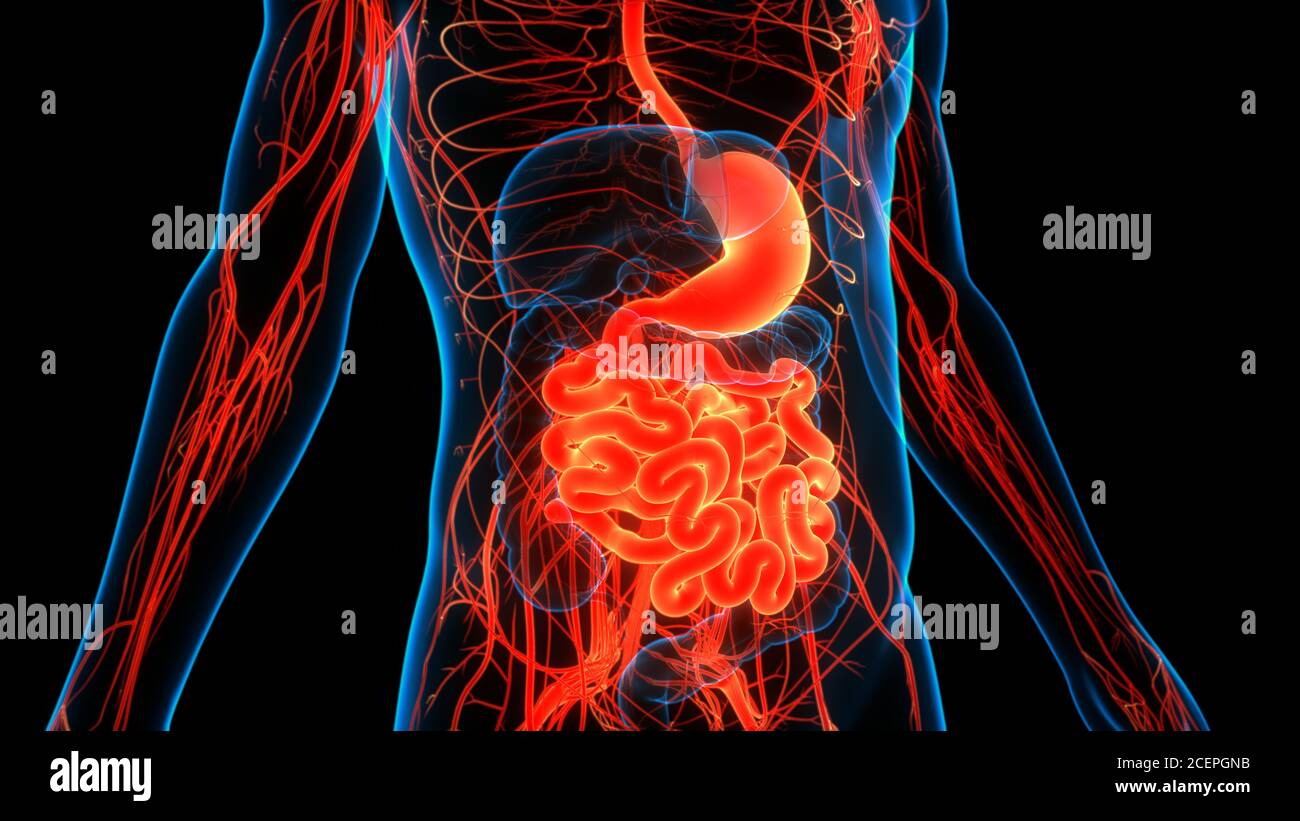 Apparato Digestivo umano con lo stomaco intestino tenue anatomia Foto Stock