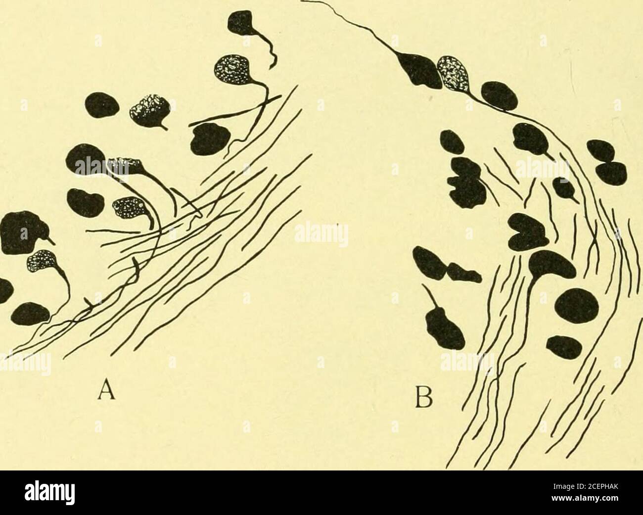 . The Journal of comparative neurology and psicologia. Fibre di questa radice. Lo stesso è stato chiaramente dimostrato in sezioni dello storione ])pioggia non utilizzata per lo studio precedente. L'origine delle fibre è stata osservata nel piede e sarà descritta nella sezione seguente. Nel ratto, il topo e il coniglio sono stati studiati in sezioni preparate con i metodi Cajal e Eielschowskysilver, e si deve solo dire che la descrizione da parte di Cajalis confermata (Figg. 4 e 5). 6o2 Journal of comparative Neurology and Psychology. 2. La posizione e il carattere delle celle di origine in allfish Foto Stock