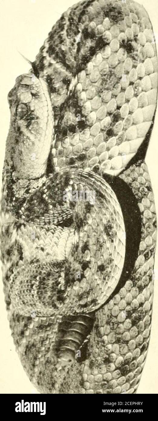 . I rettili del Nord America occidentale, un resoconto delle specie conosciute per abitare California e Oregon, Washington, Idaho, Utah, Nevada, Arizona, British Columbia, sonora e la bassa California. Amer. Fauna, No. 35, 1905, pag. 49; Ditmars, The World Today, Oct. 1896, pag. 1049; Ditmars, ReptileBook, 1907, pag. 4S2, pis. CXXIX, fig. 1, CXXX, fig. I, CXXXII;Ruthven, Bull. Amer. Mus. NAT. Hist., Vol. XXIII, 1907, pag. 591;Strecker, Proc. Biol. SoC. Washington, Vol. XXI, 1908, pag. 78;Ellis & Henderson, Univ. Colorado Studies, Vol. X, No. 1, 1913,p. 108; Van Denburgh & Slevin, Proc. CAL. Acad. Sci., SER. 4, Foto Stock