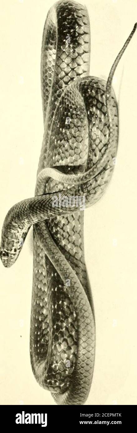 . I rettili del Nord America occidentale, un resoconto delle specie conosciute per abitare California e Oregon, Washington, Idaho, Utah, Nevada, Arizona, British Columbia, sonora e la bassa California. 15, 1915. Coluber flagellum frenatus Grinnell & Camp, Univ. Cal. Publ. Vol., vol 17, N. 10, 1917, pag. 190; Cowles, Journ. Entomolo. & Zool., Pomona College, Vol. XII, No. 3, 1920, pp. 65, 66; Stephens, Trans. San Diego Soc. NAT. Hist., Vol. III, No. 4, 1921, pag. 64. Coluber flagellum piceus Stejneger & Barbour, elenco di controllo N. Amer.Amph. REPT., 1917, pag. 79; Van Denburgh & Slevin, Proc. CAL.Acad. Sci., SER. Foto Stock