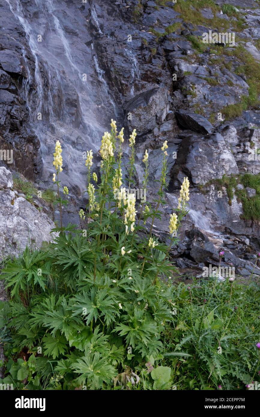 La rovina di Wolf, Aconitum vulparia, che cresce di fronte a una cascata su una roccia scura Foto Stock