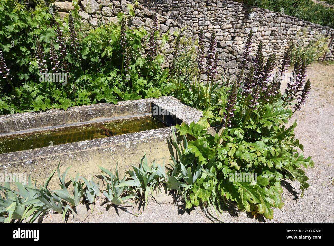 Acanthus pianta, Acanthus mollis, che cresce su cemento Stagno a Salagon Priorato vicino a Mane Alpes-de-Haute-Provence Provenza Francia Foto Stock
