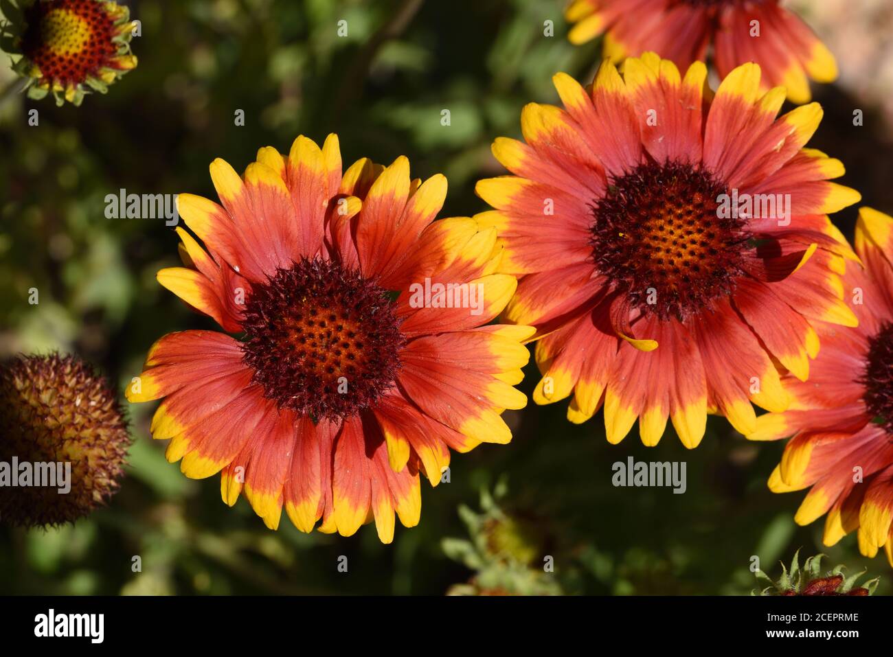 Fiori ornamentali arancioni e gialli di Gaillardia x grandiflora comunemente noto come Blanketflowers. Un ibrido nella famiglia Asteraceae Foto Stock