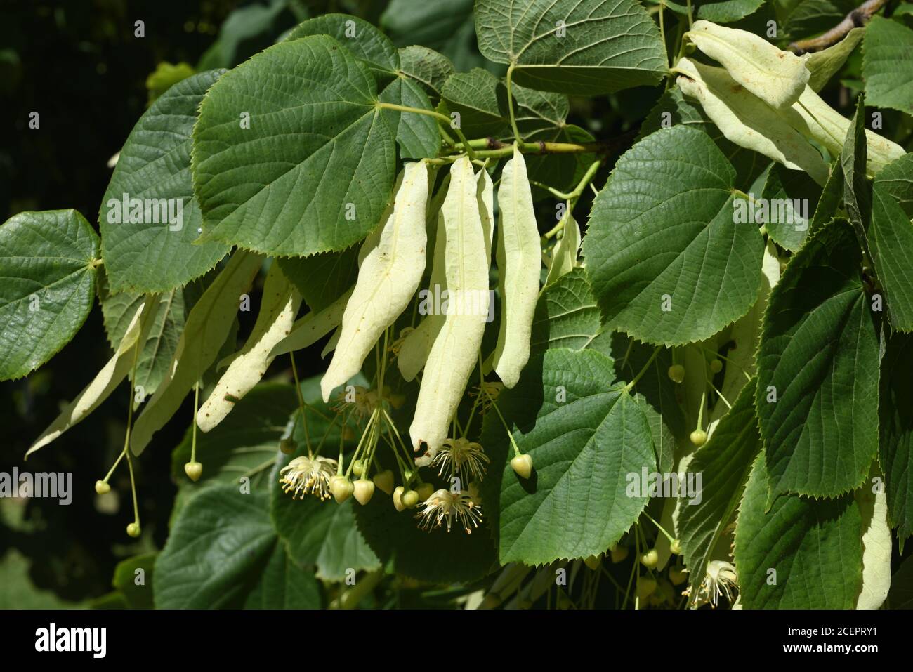 Fiori e frutti di tiglio di grandi foglie o di lime di grandi foglie, Tilia platyphyllos Foto Stock