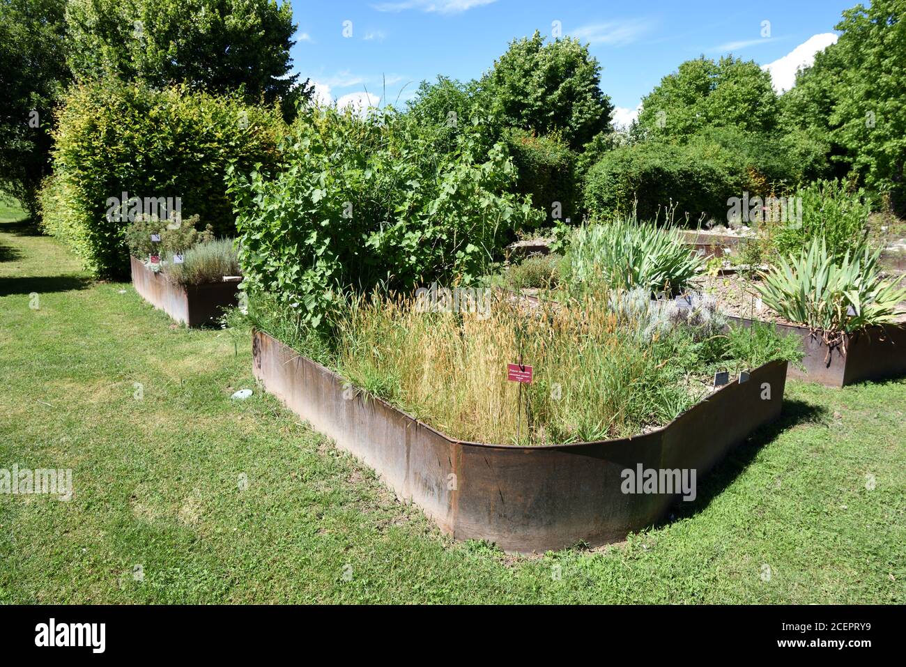 Letti rialzati in metallo e anthoxantum odoratum o erba verde dolce A Salagon Gardens Mane Alpes-de-Haute-Provence Provenza Francia Foto Stock