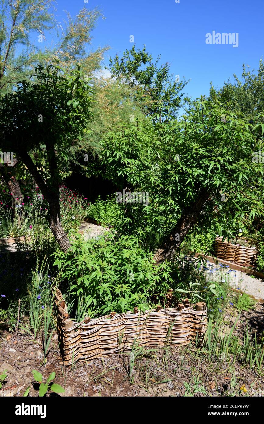 Wicker Basket Garden Planter a Salagon Gardens Mane Alpes-de-Haute-Provence Provence Provence Francia Foto Stock